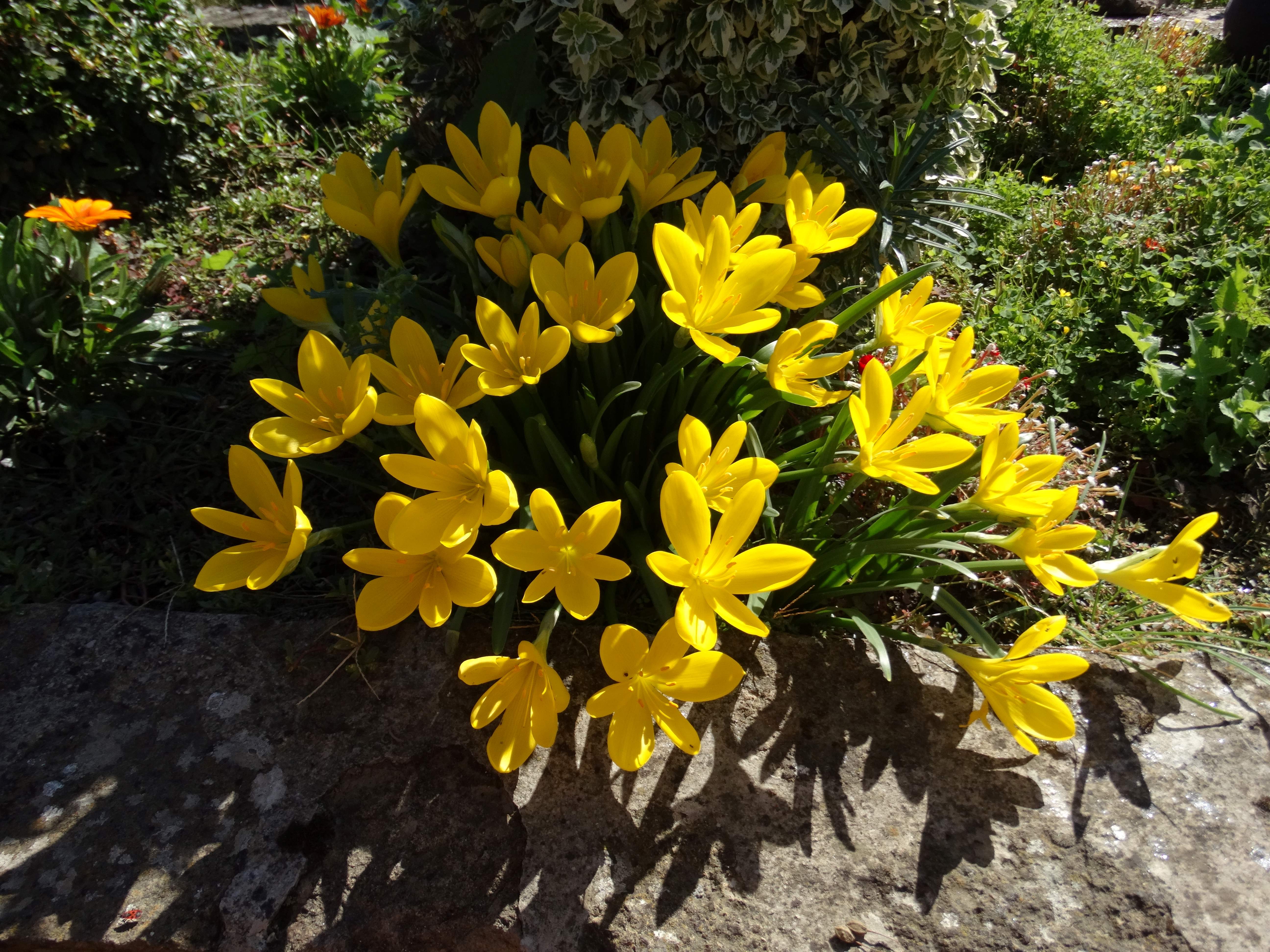 DSC02472 Sternbergia lutea kultiviert.jpg