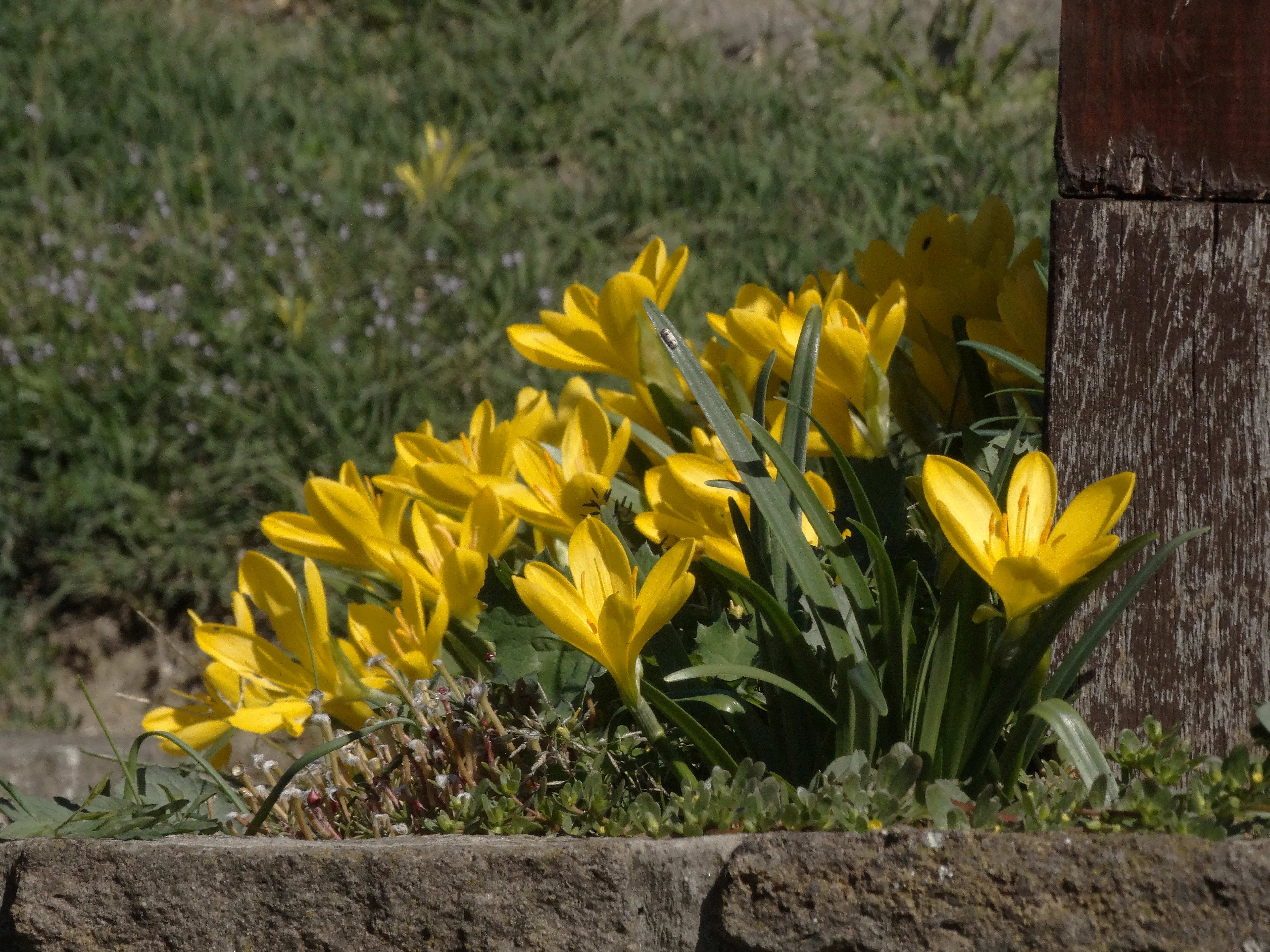 DSC02485 Sternbergia lutea kultiviert.jpg