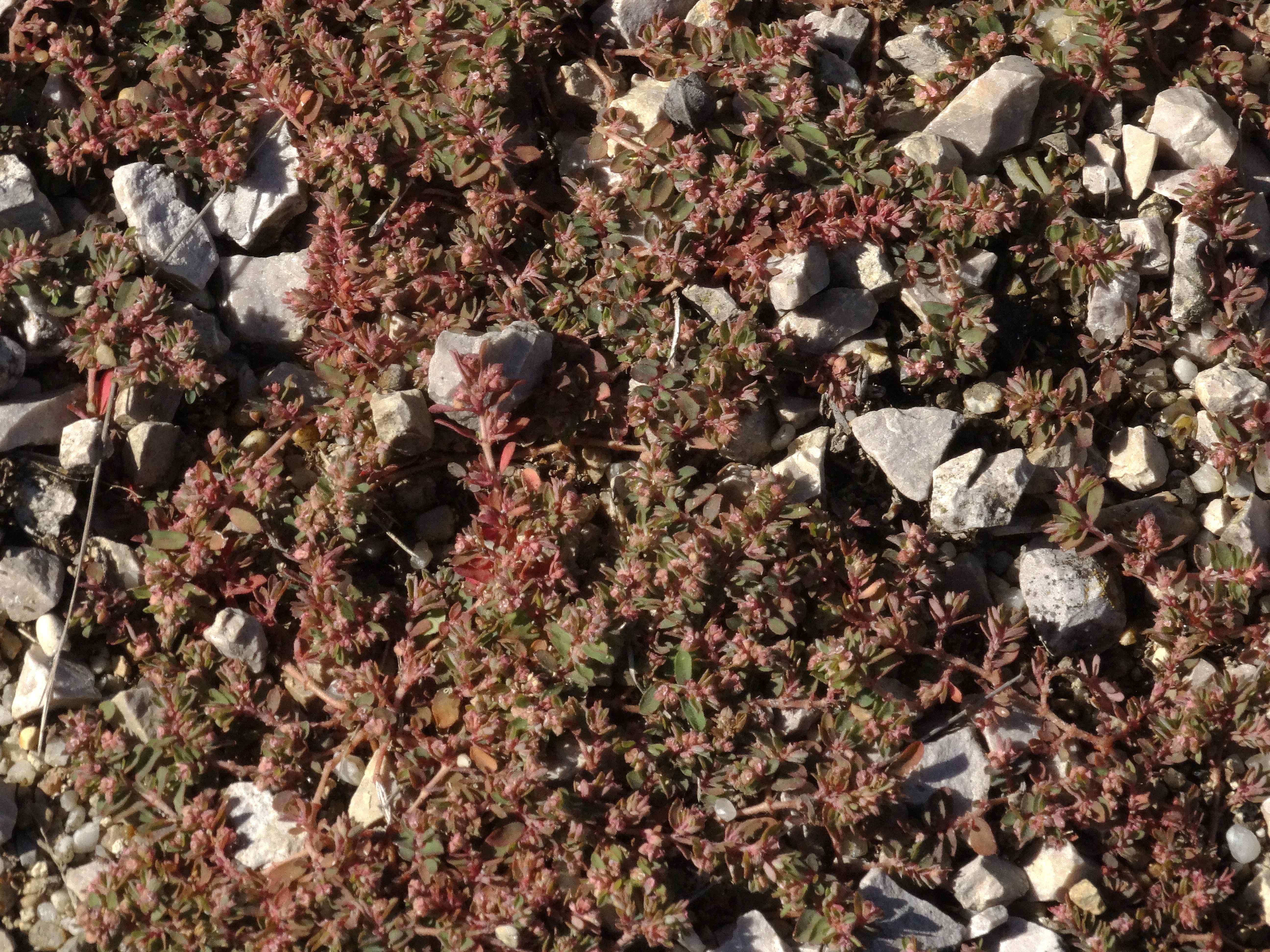 DSC02370 Euphorbia maculata.jpg