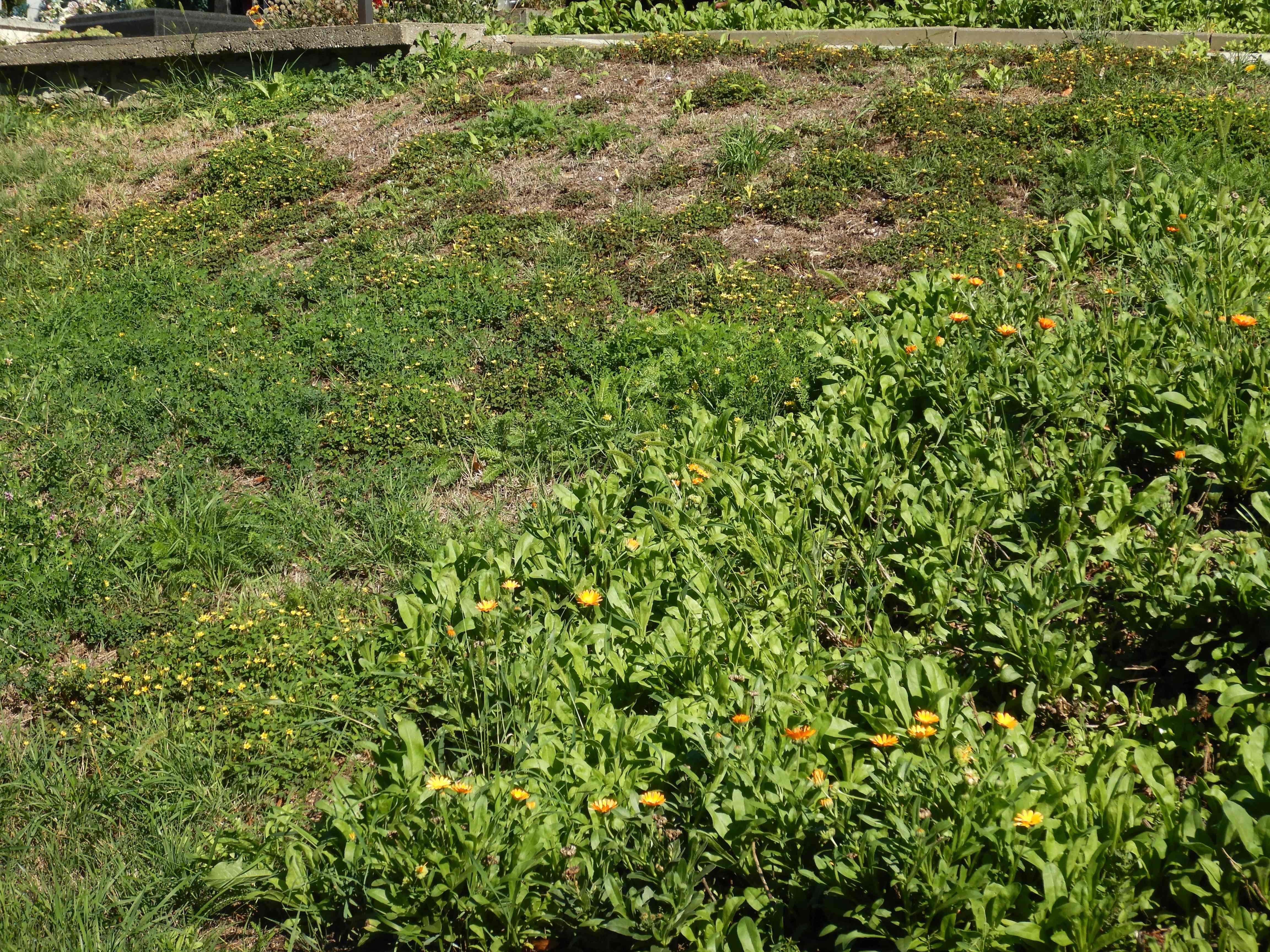 DSCN1288 Calendula officinalis und Oxalis dillenii.jpg