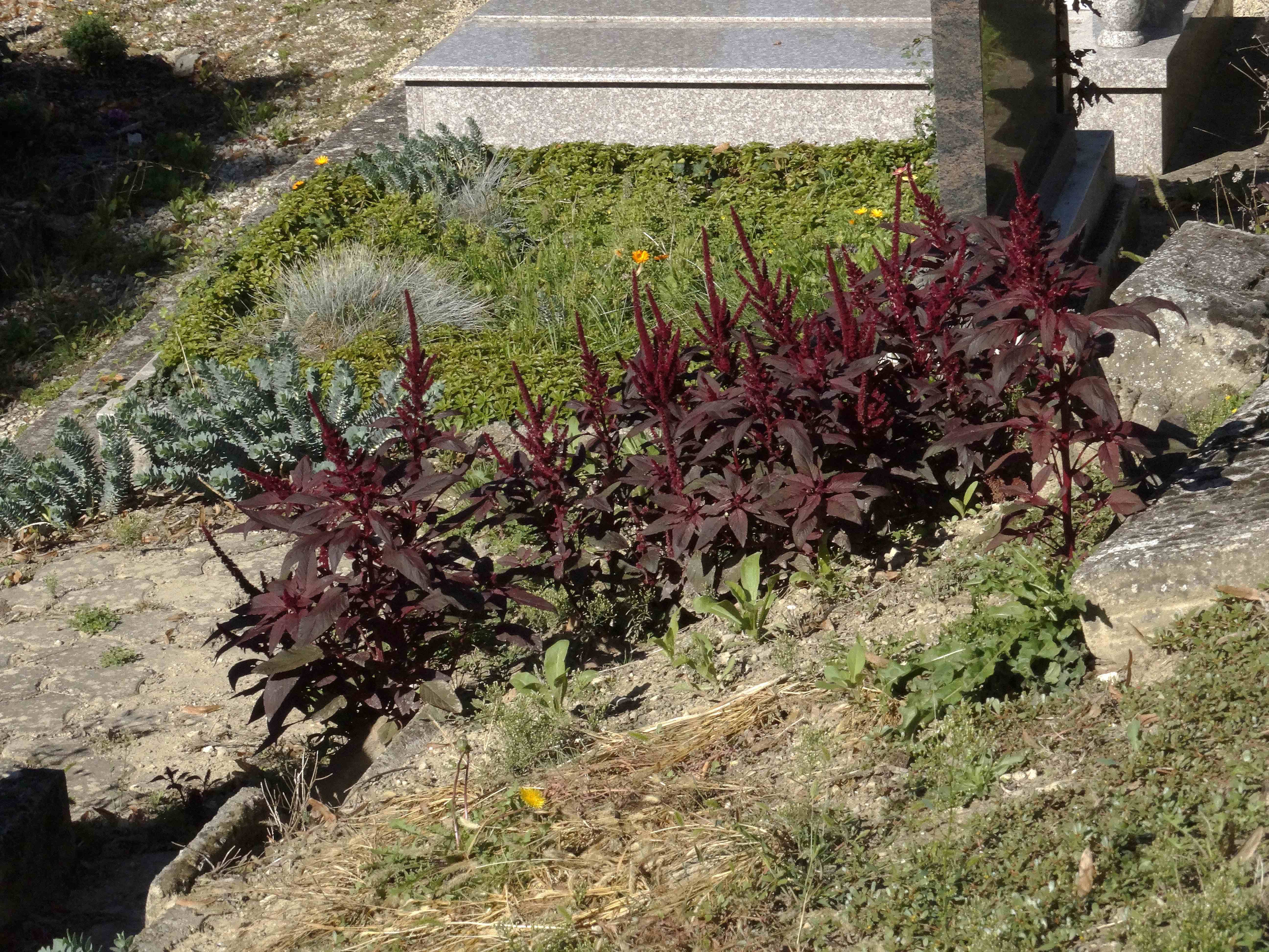DSC02399 Amaranthus sp. und Euphorbia myrsinites.jpg