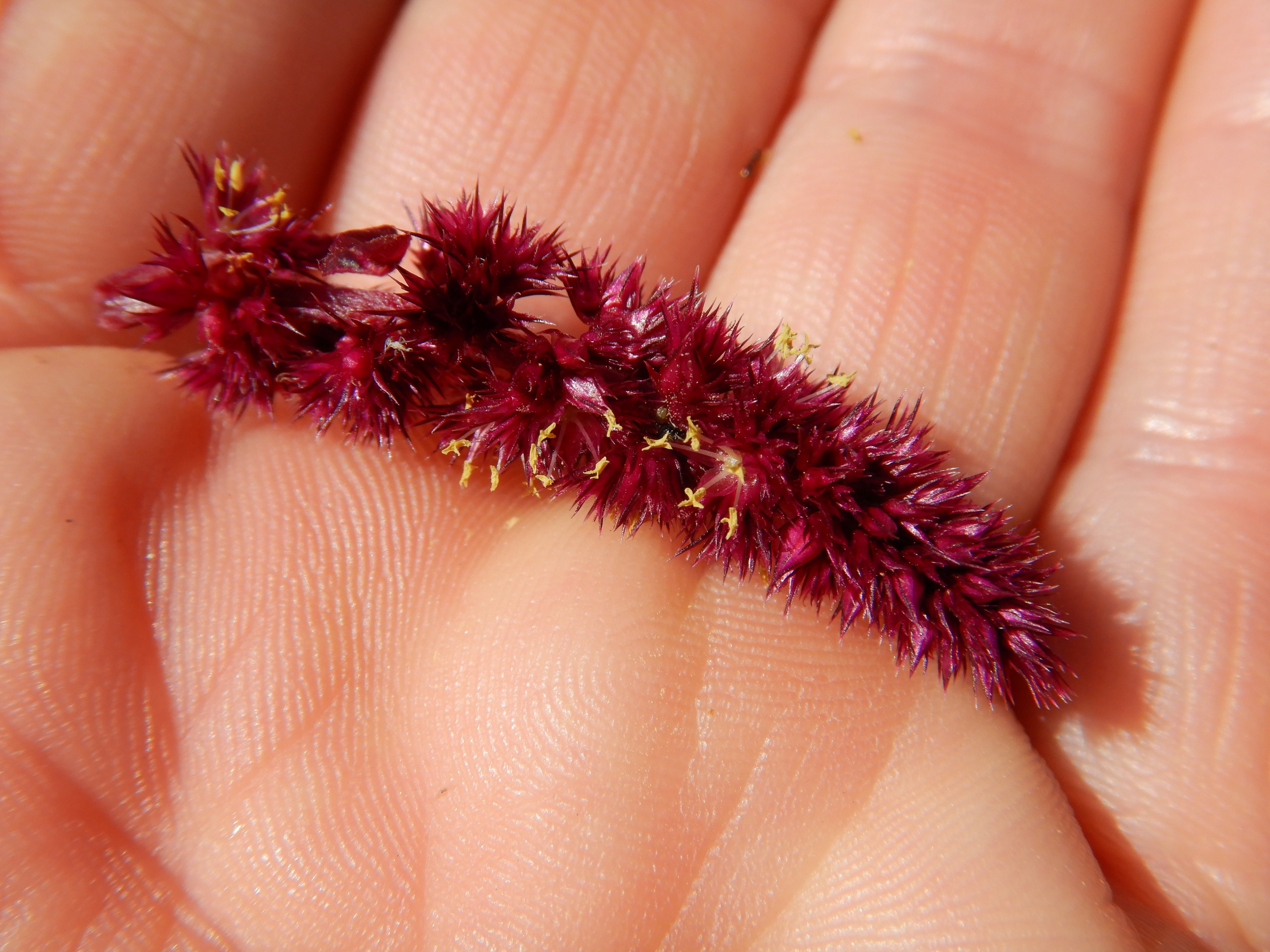 DSCN1296 Amaranthus sp..jpg