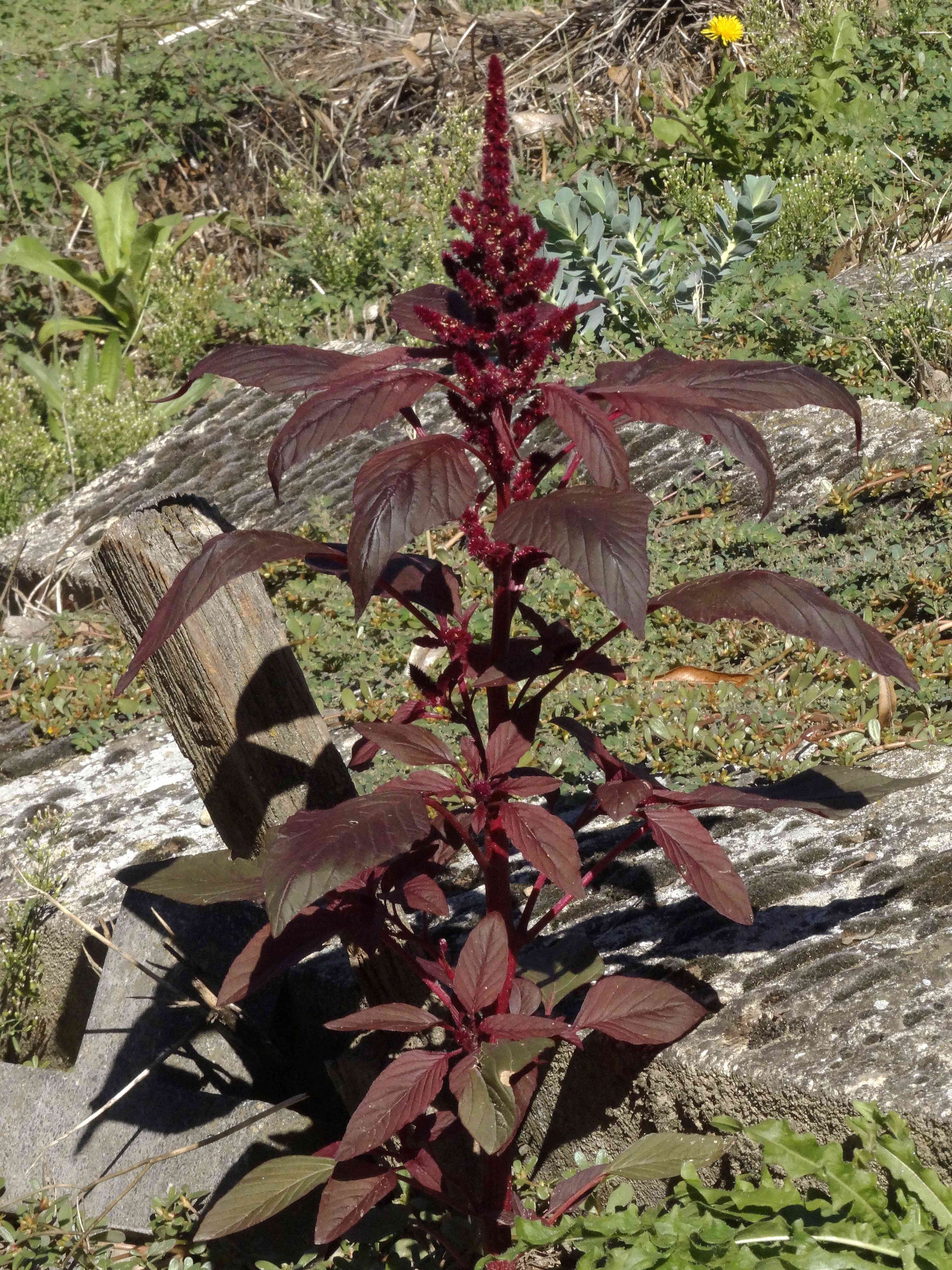 DSC02402 Amaranthus sp. und Euphorbia myrsinites.jpg