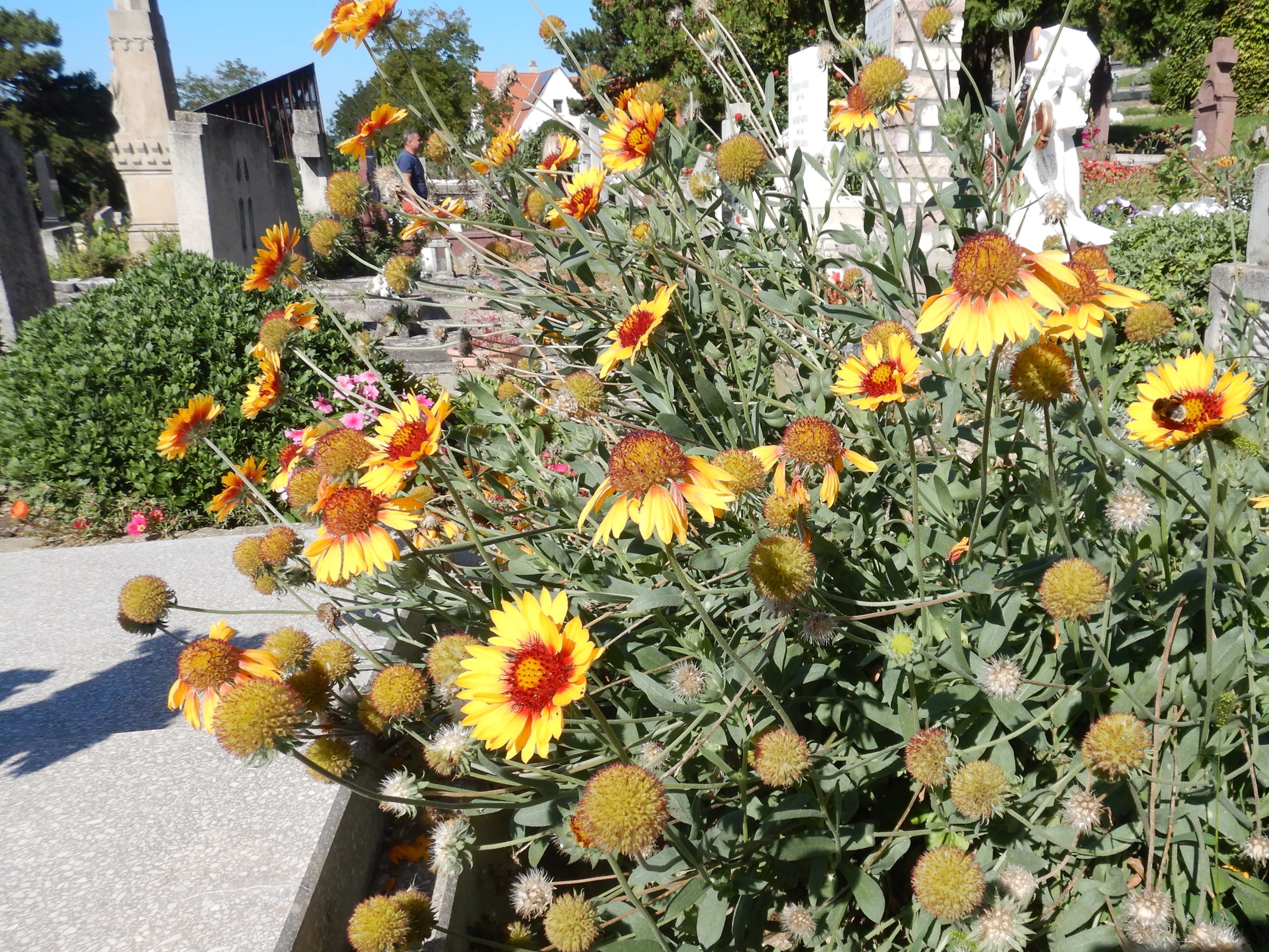 DSCN1308a Gaillardia sp..jpg
