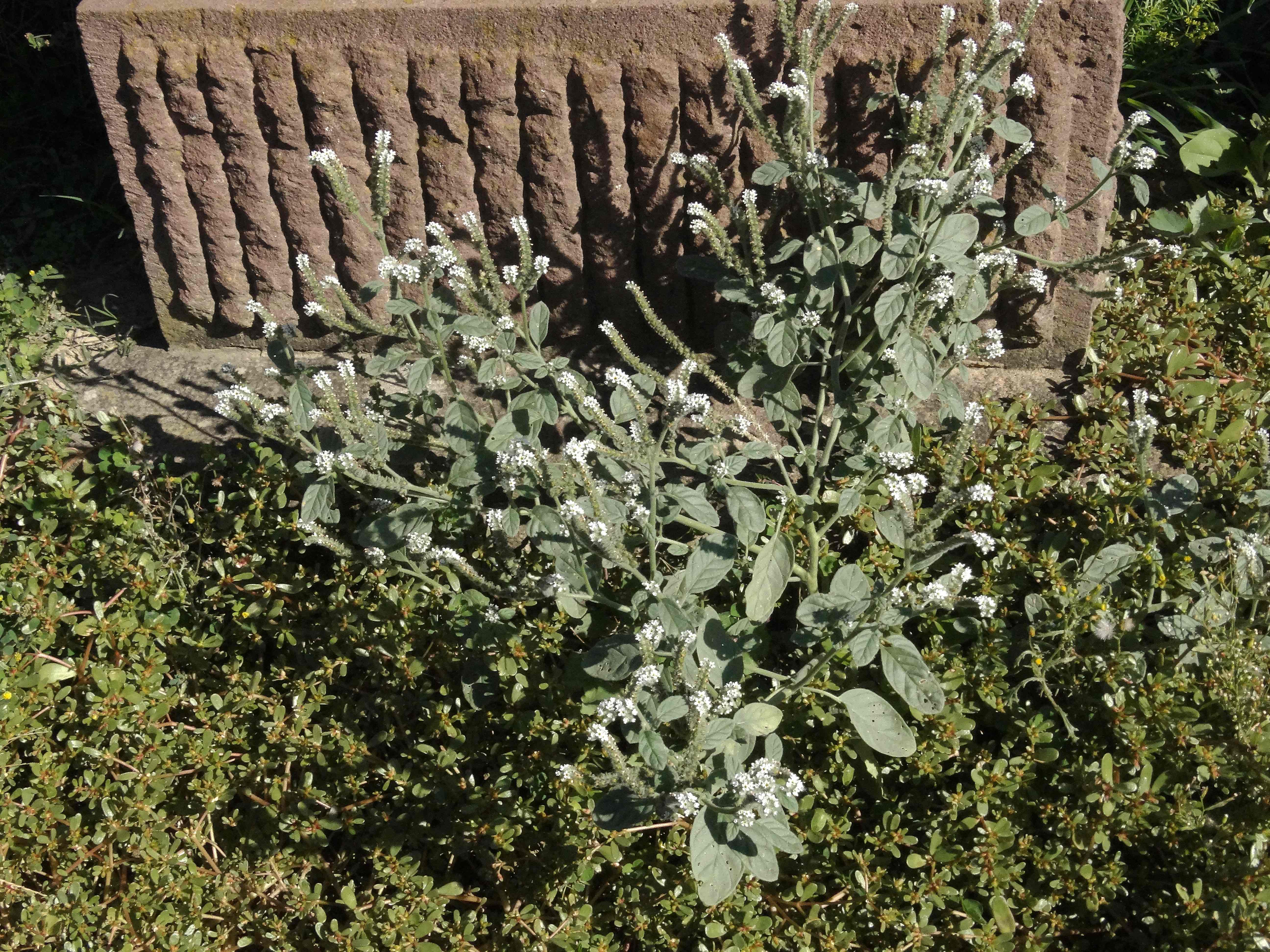 DSC02422 Heliotropium europaeum und Portulaca oleracea.jpg