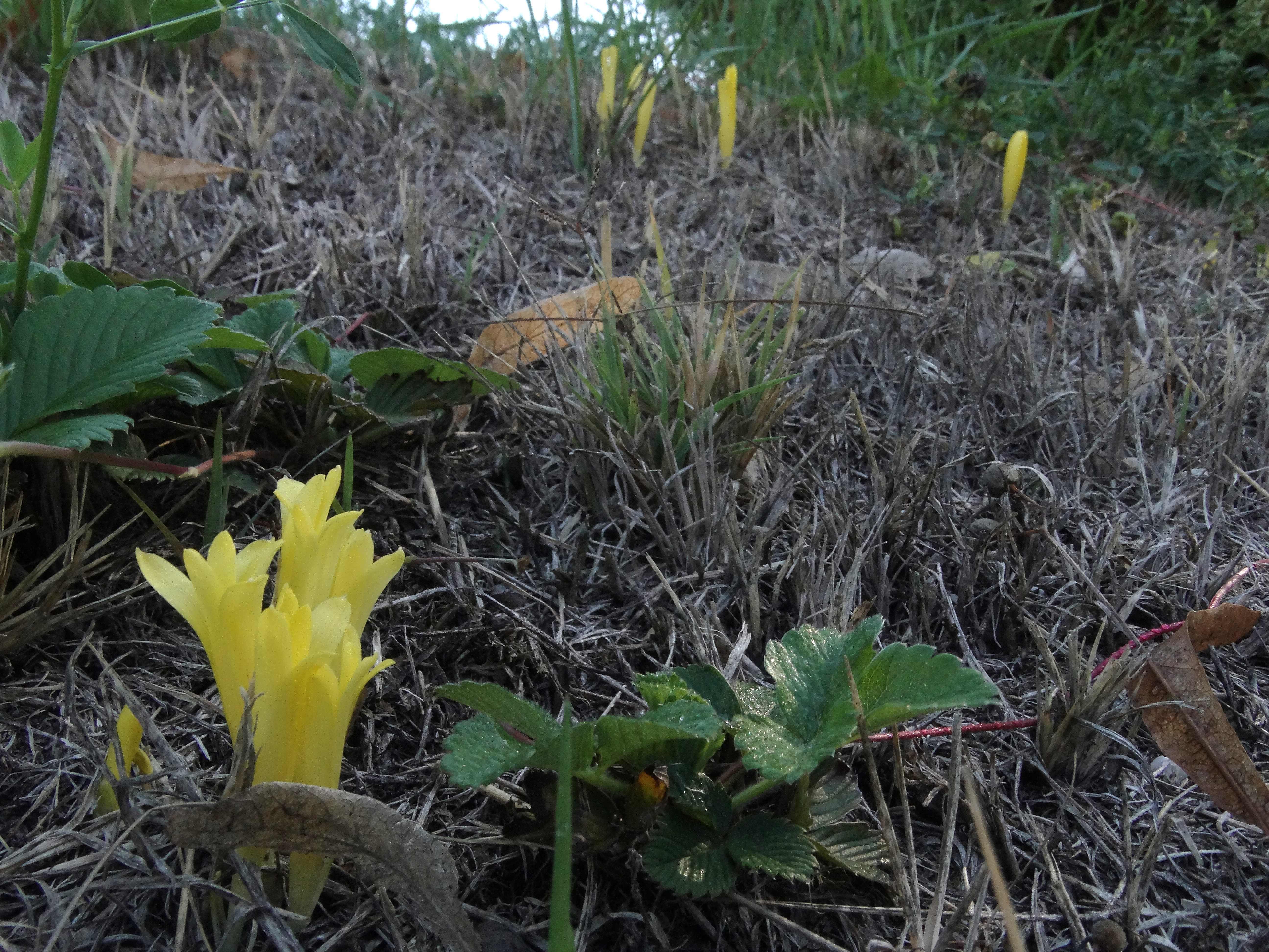 DSC02392 Sternbergia colchiciflora.jpg