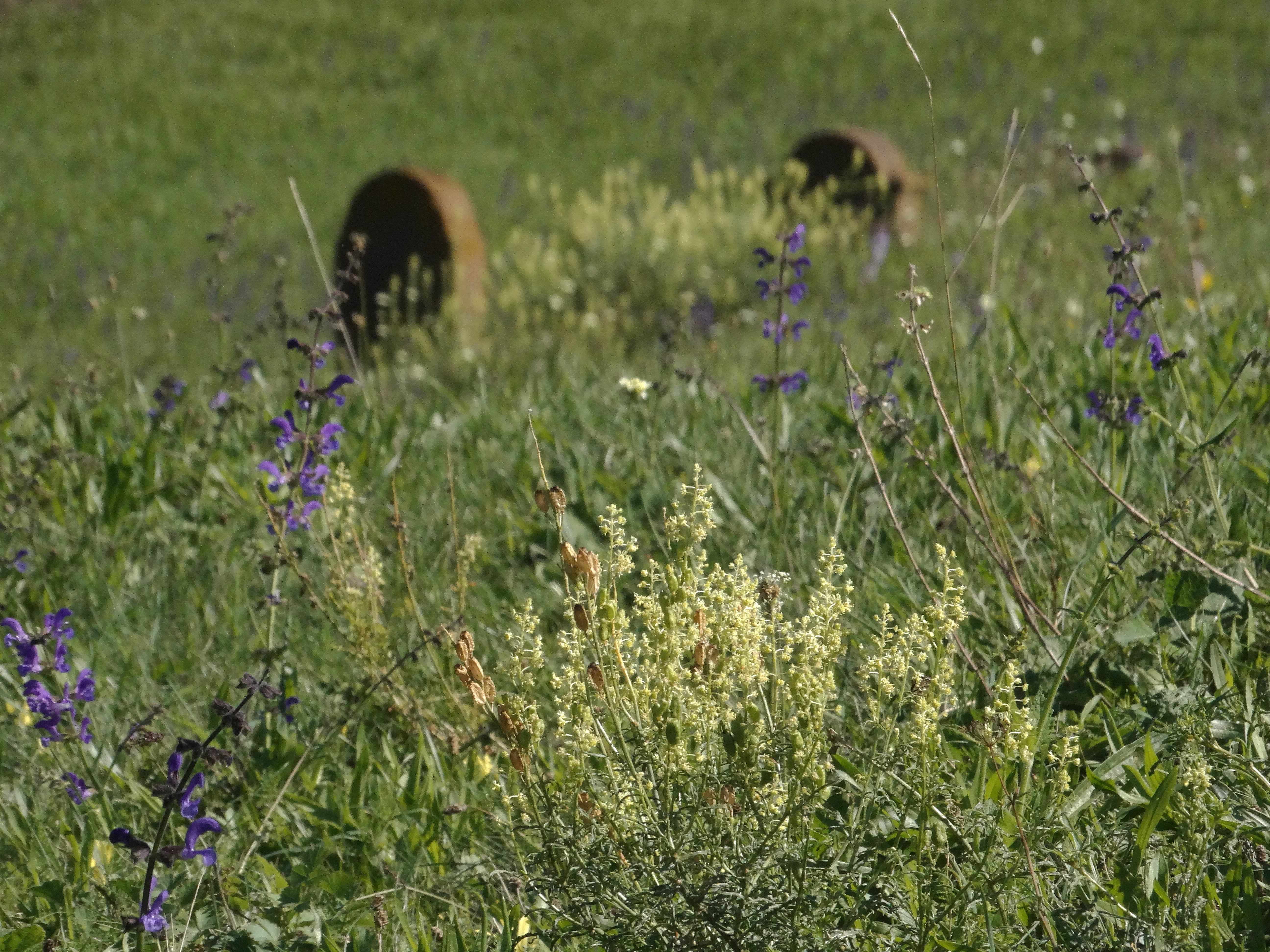 DSC02432 Reseda lutea und Salvia pratensis.jpg