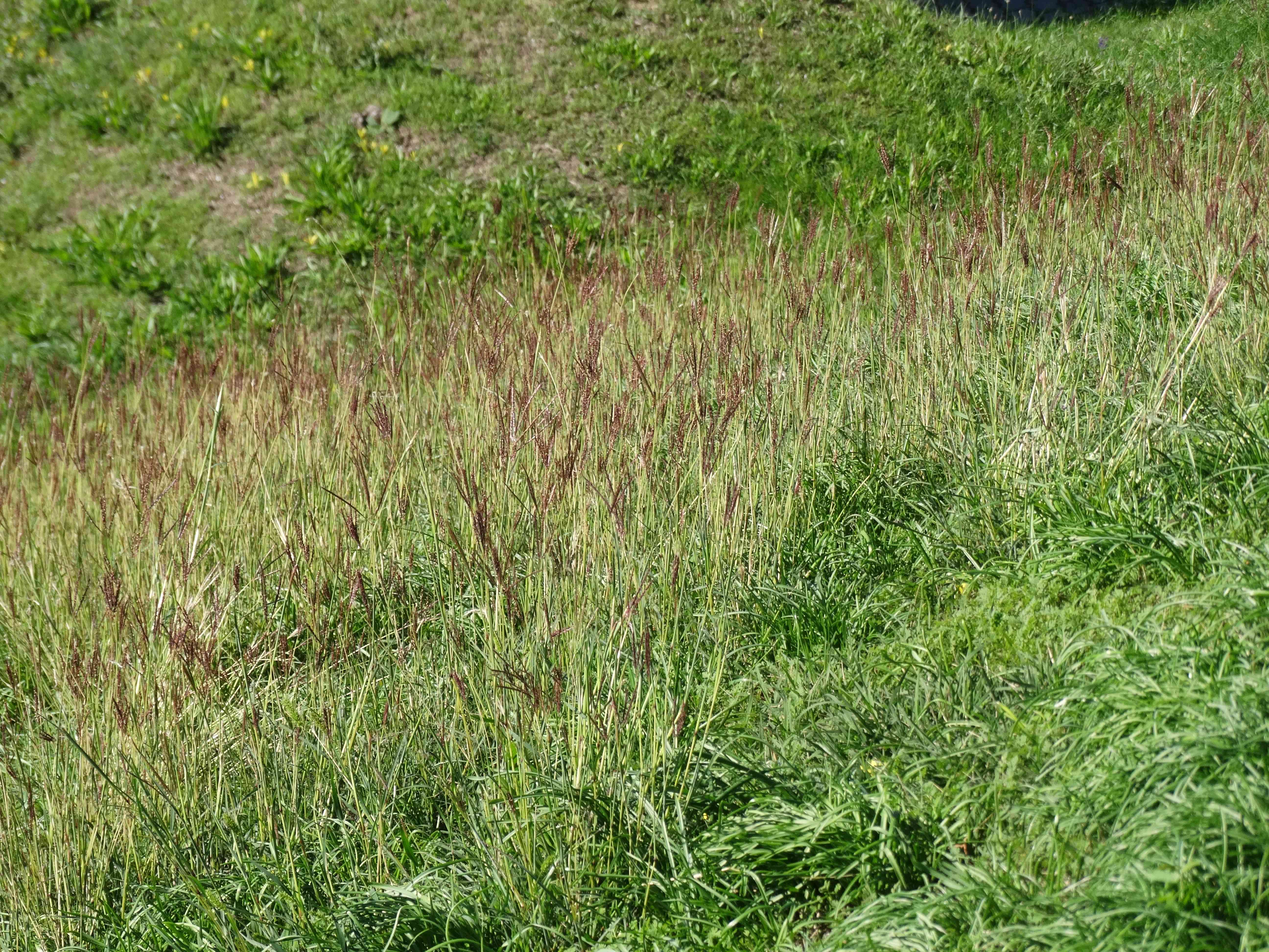 DSC02444 Bothriochloa ischaemum.jpg