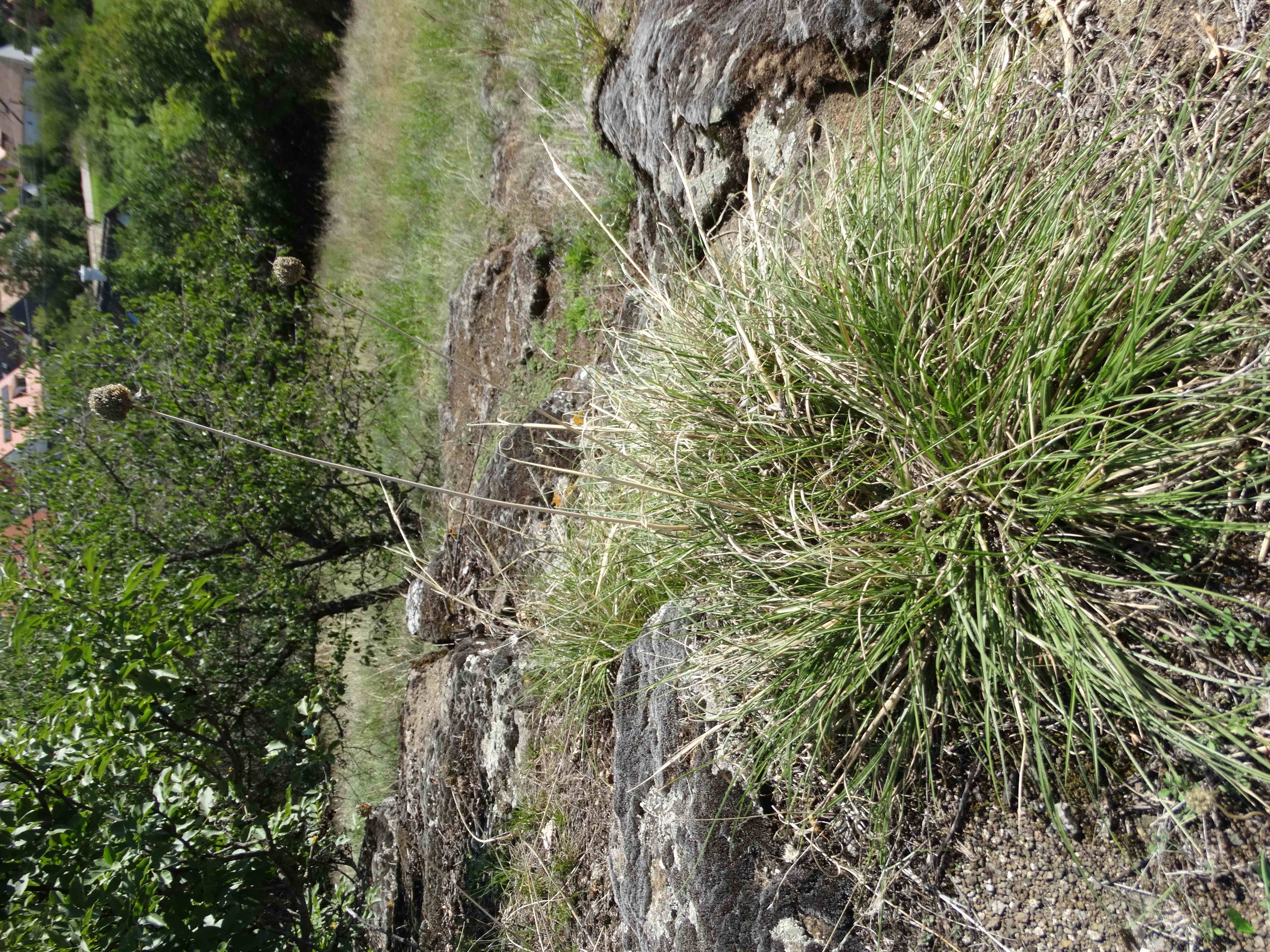 DSC02524 Chrysopogon gryllus und Allium sphaerocephalon.jpg