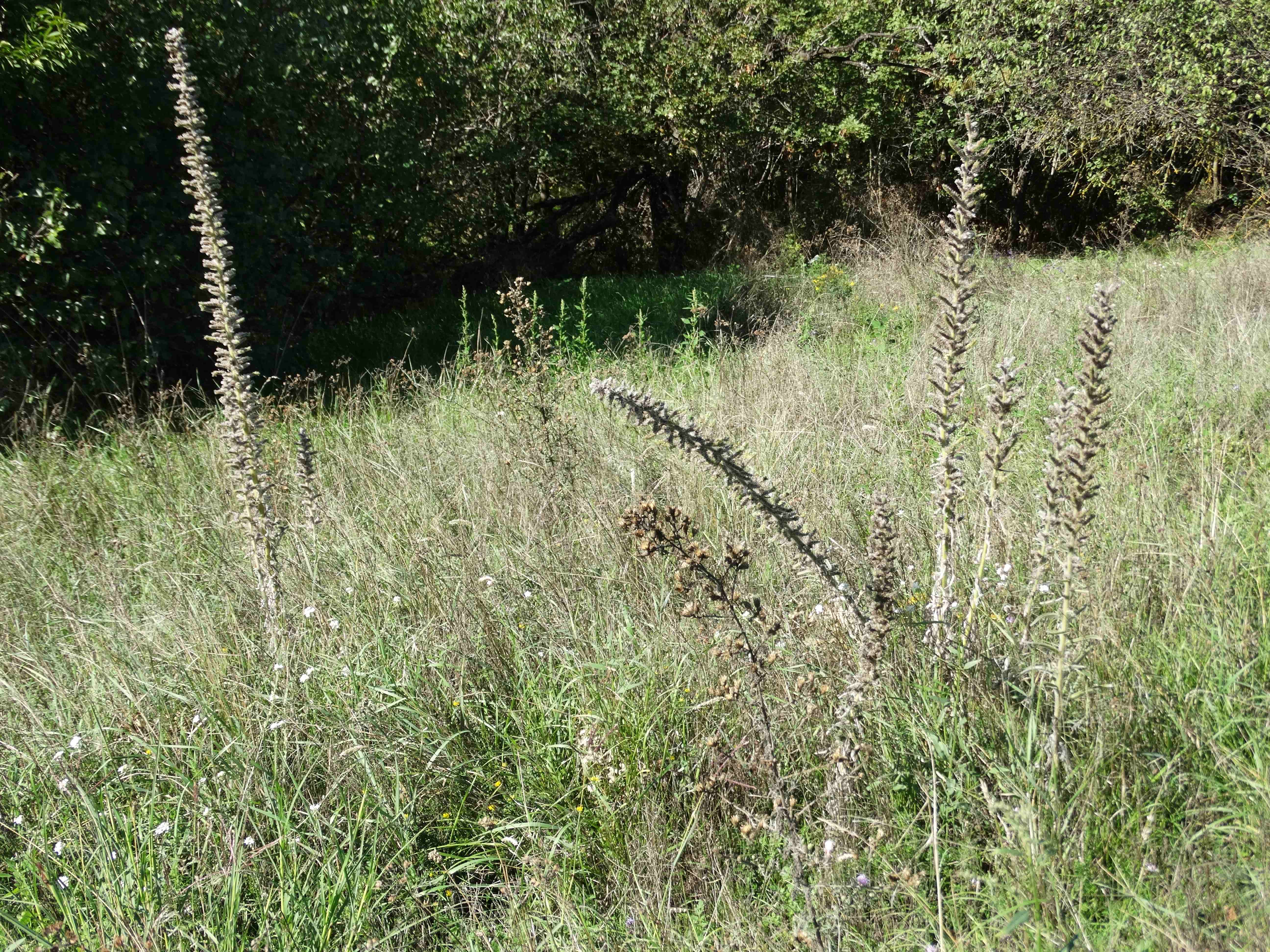 DSC02548 Echium italicum.jpg
