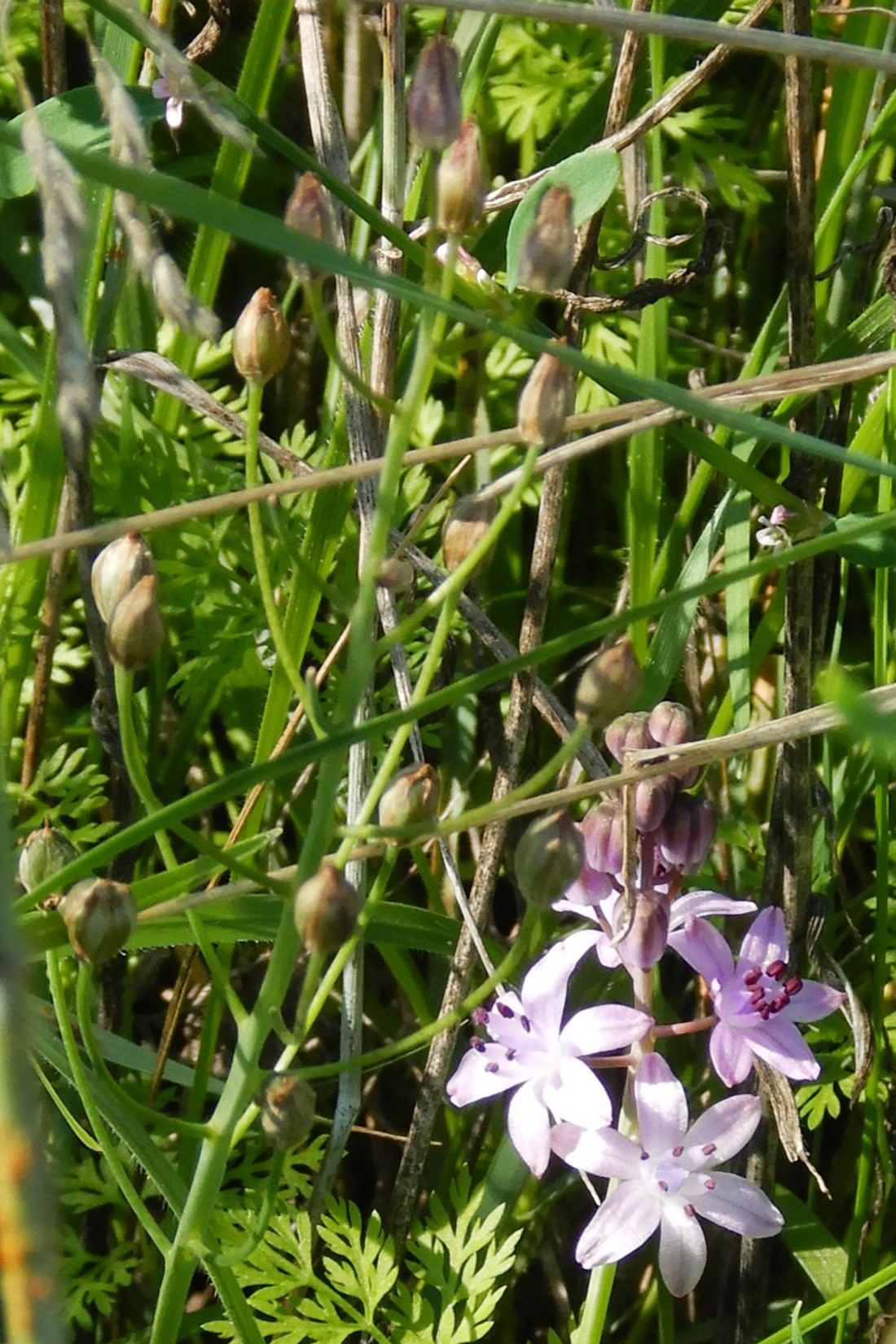 DSCN1377 Prospero autumnalis.JPG
