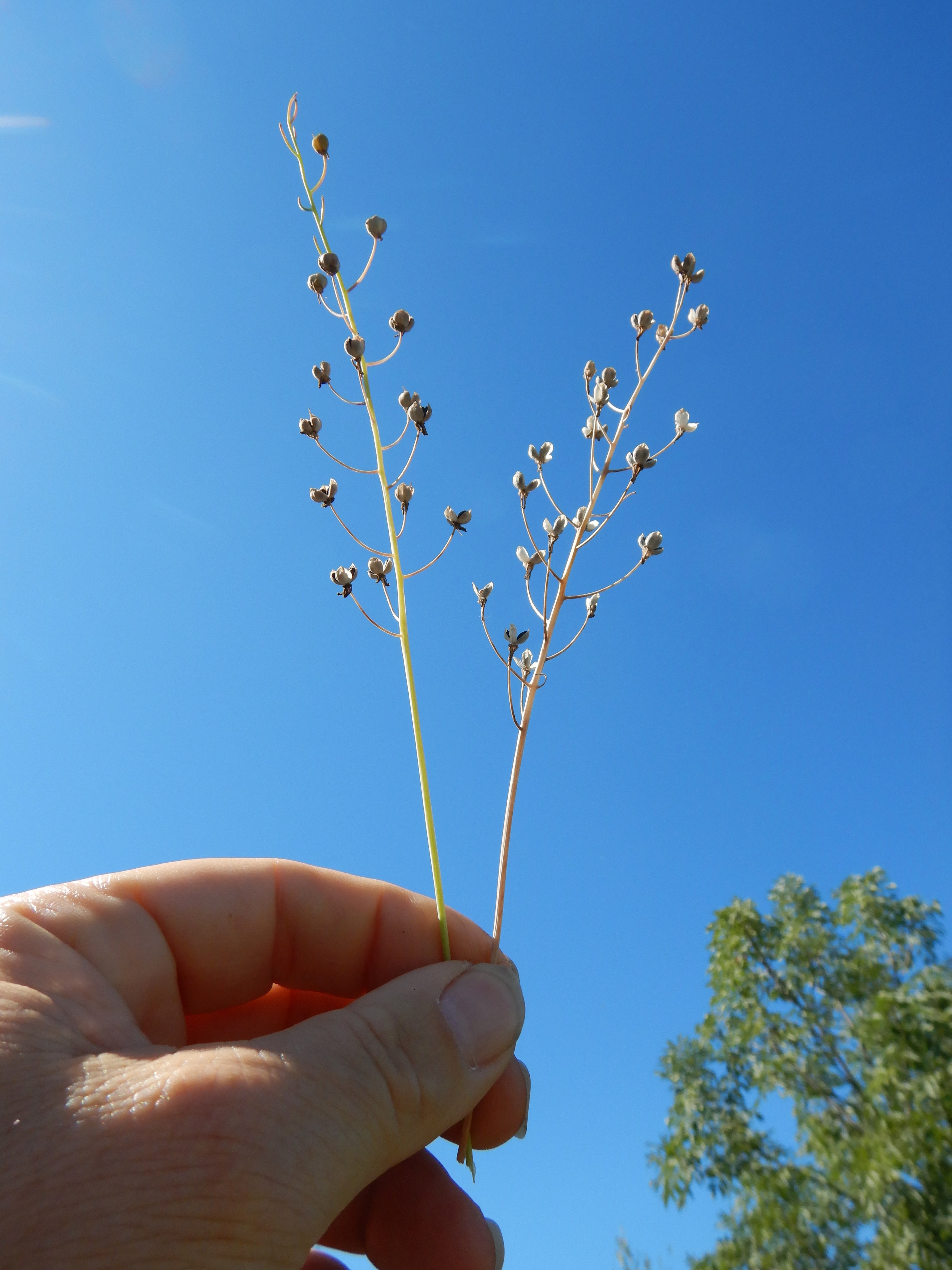 DSCN1386 Prospero autumnalis.jpg