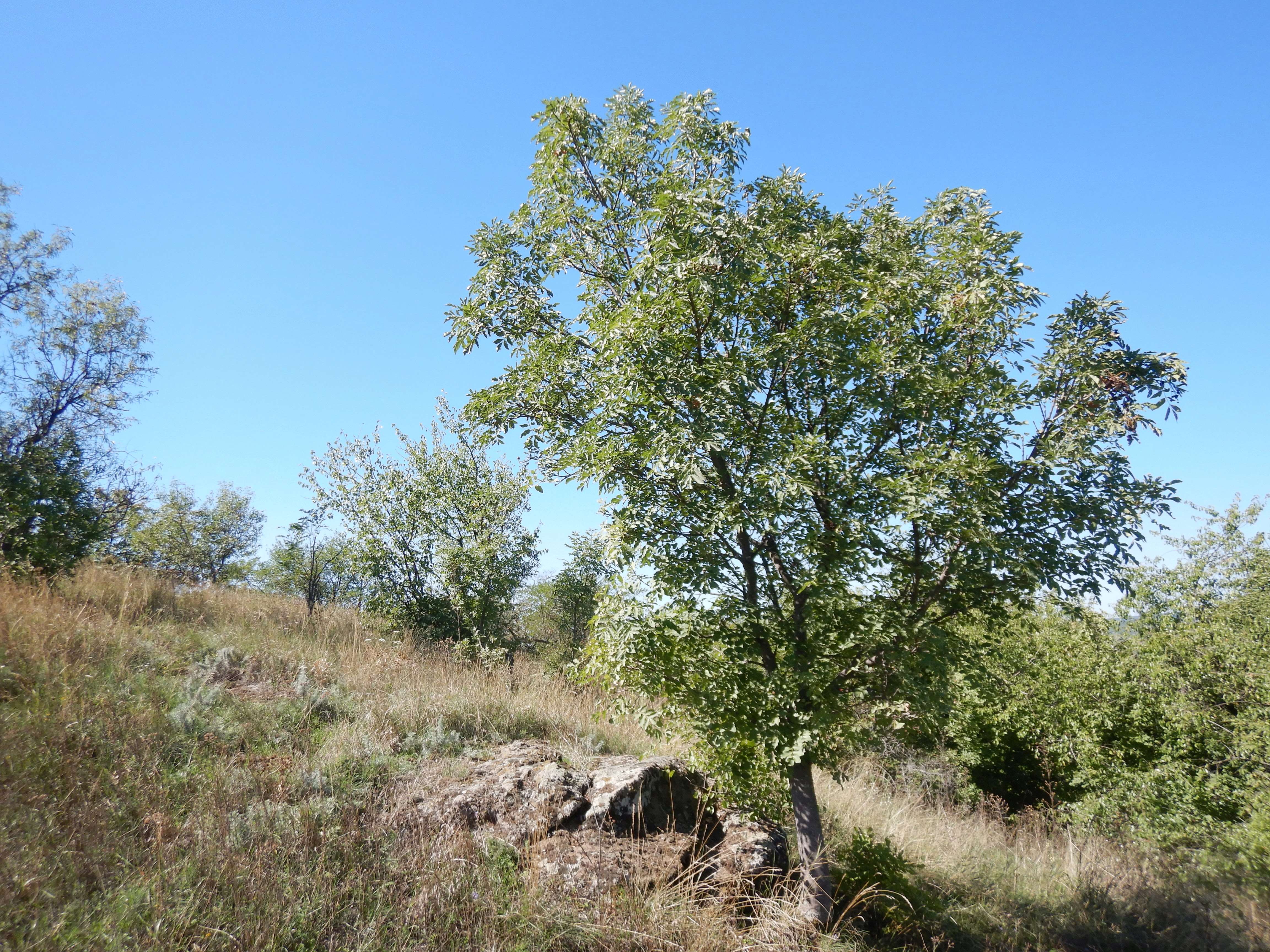 DSCN1387 Fraxinus ornus.jpg