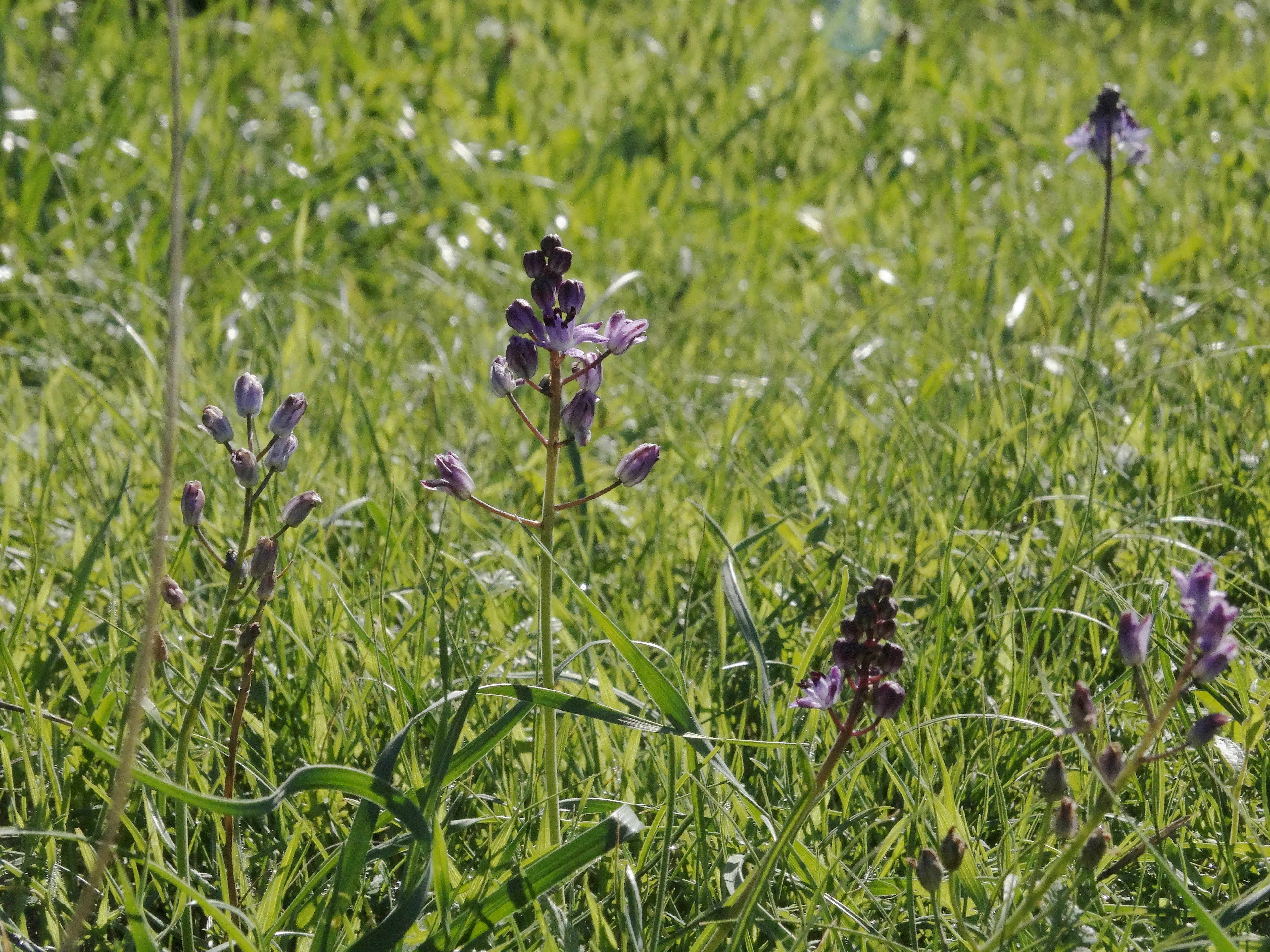 DSC02494 Prospero autumnalis.jpg