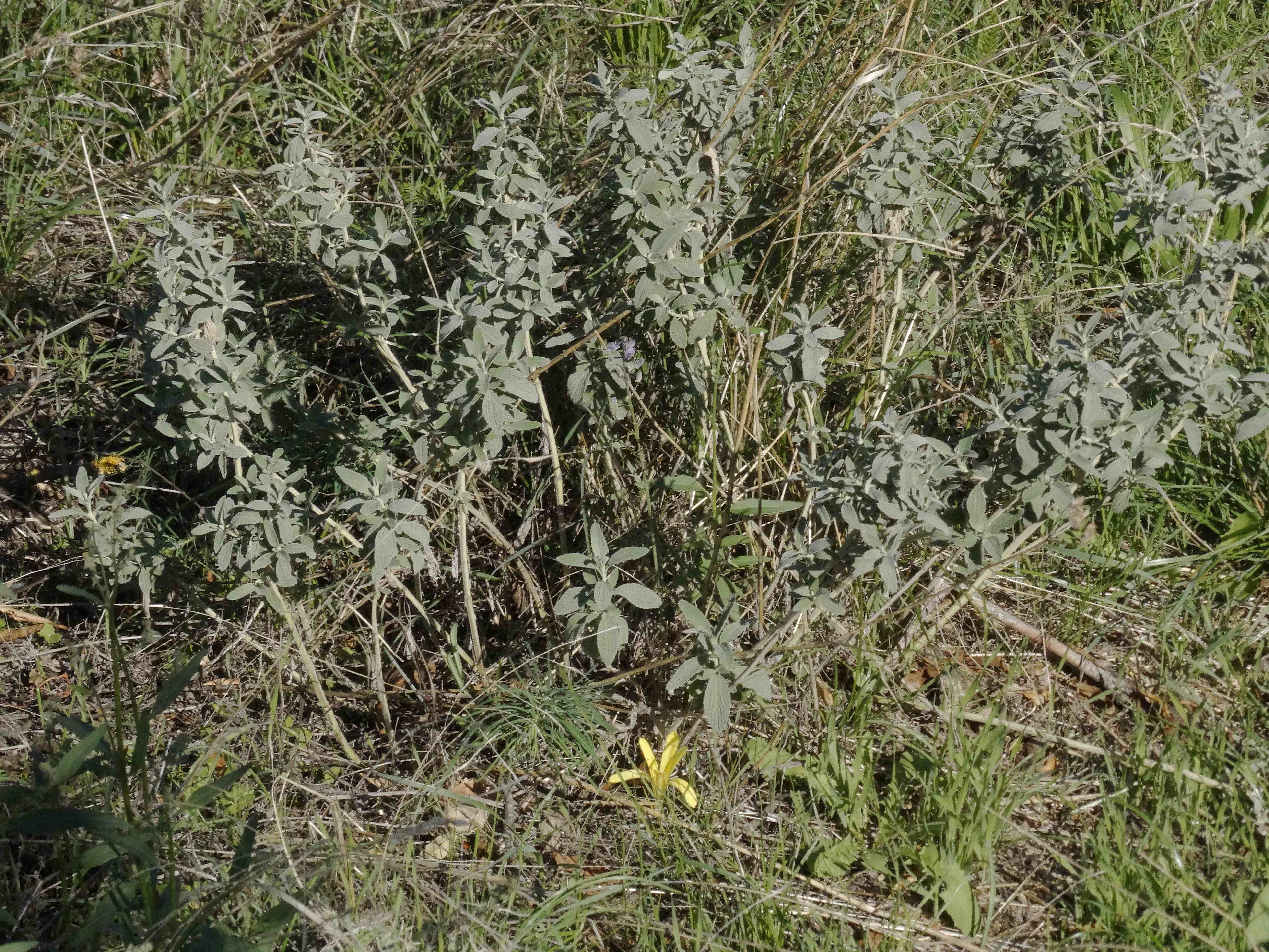 DSC02504 Marrubium peregrinum und Sternbergia colchiciflora.jpg