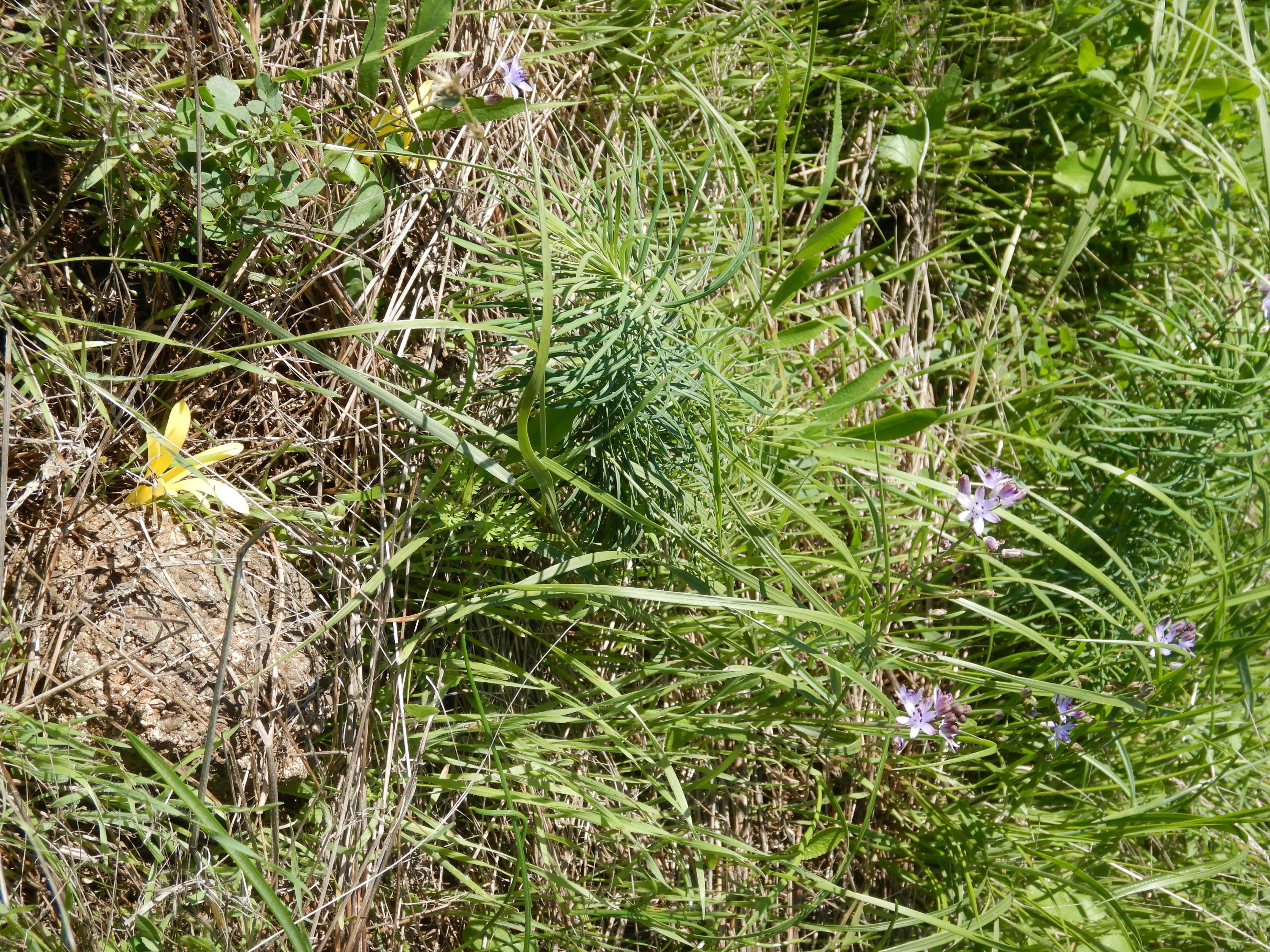 DSCN1369 Sternbergia colchiciflora und Prospero autumnalis.jpg