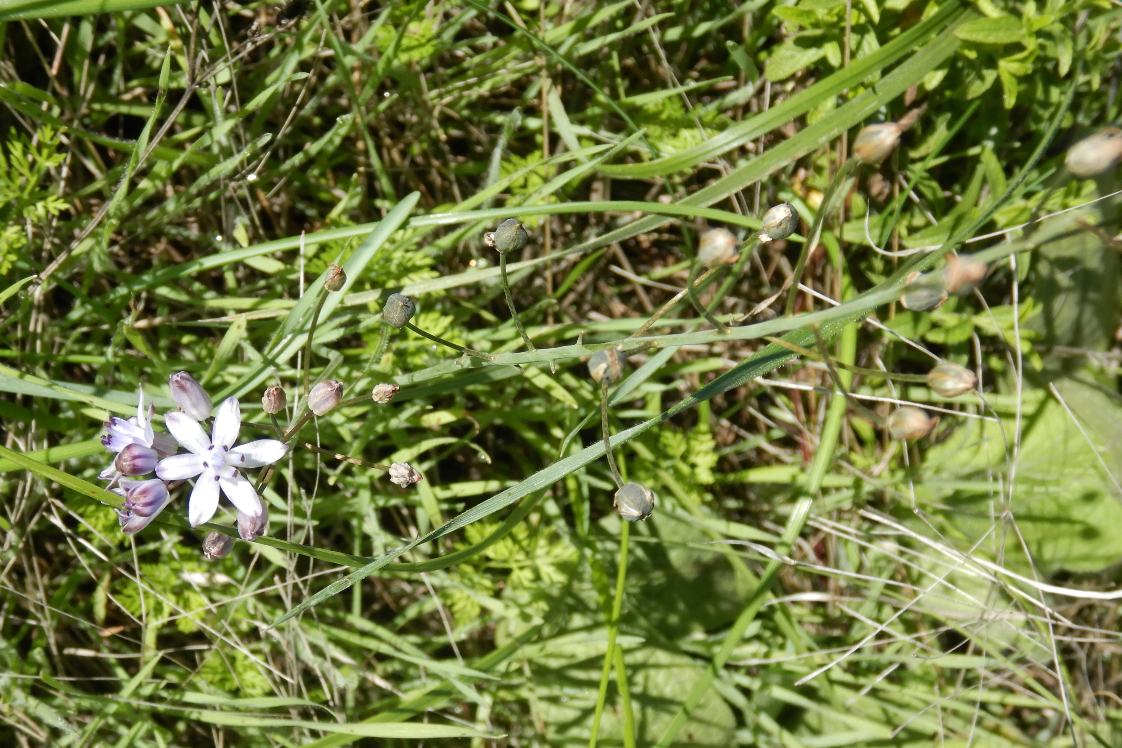 DSCN1372 Prospero autumnalis.jpg