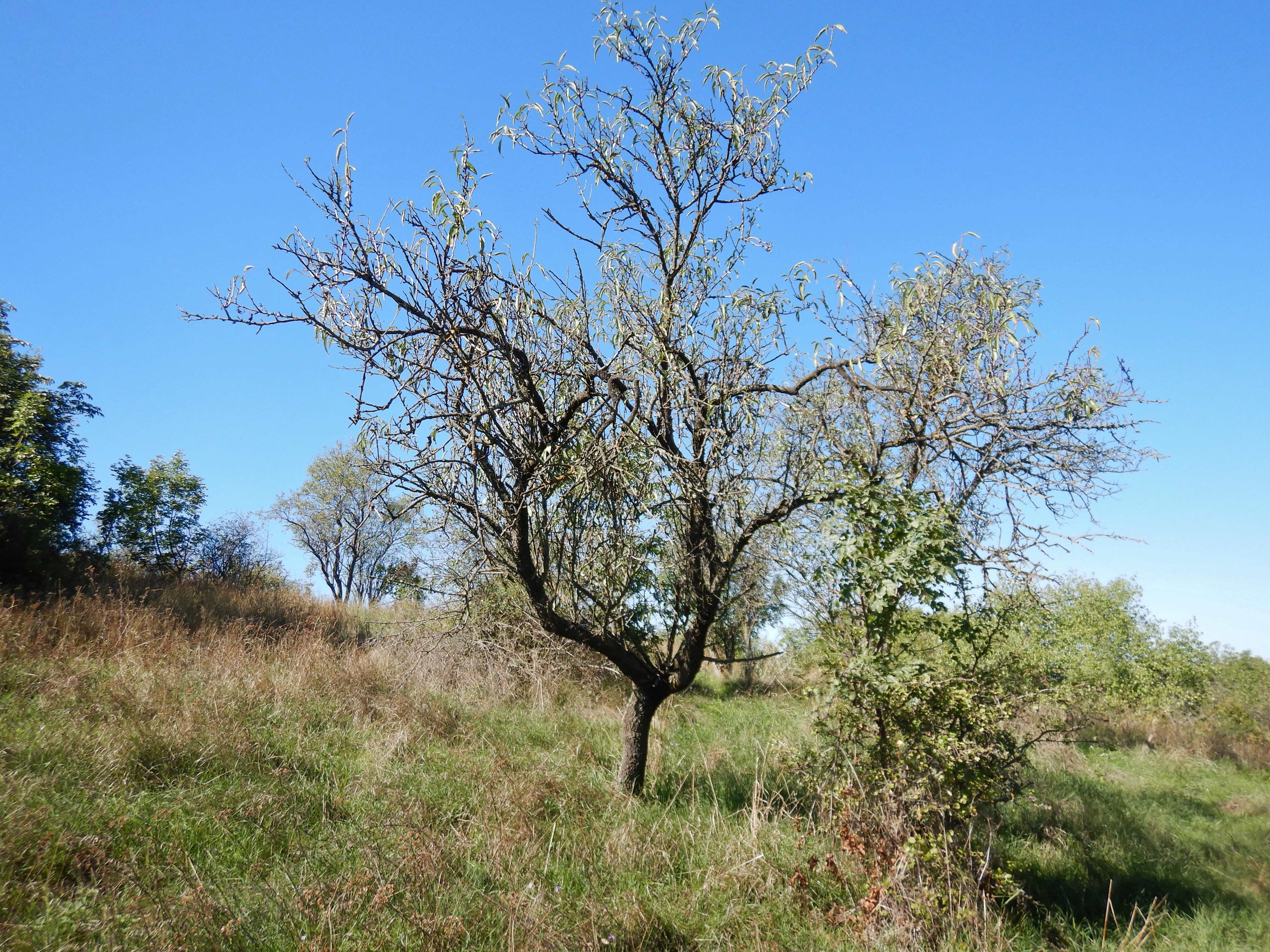 DSCN1375 Prunus dulcis.jpg