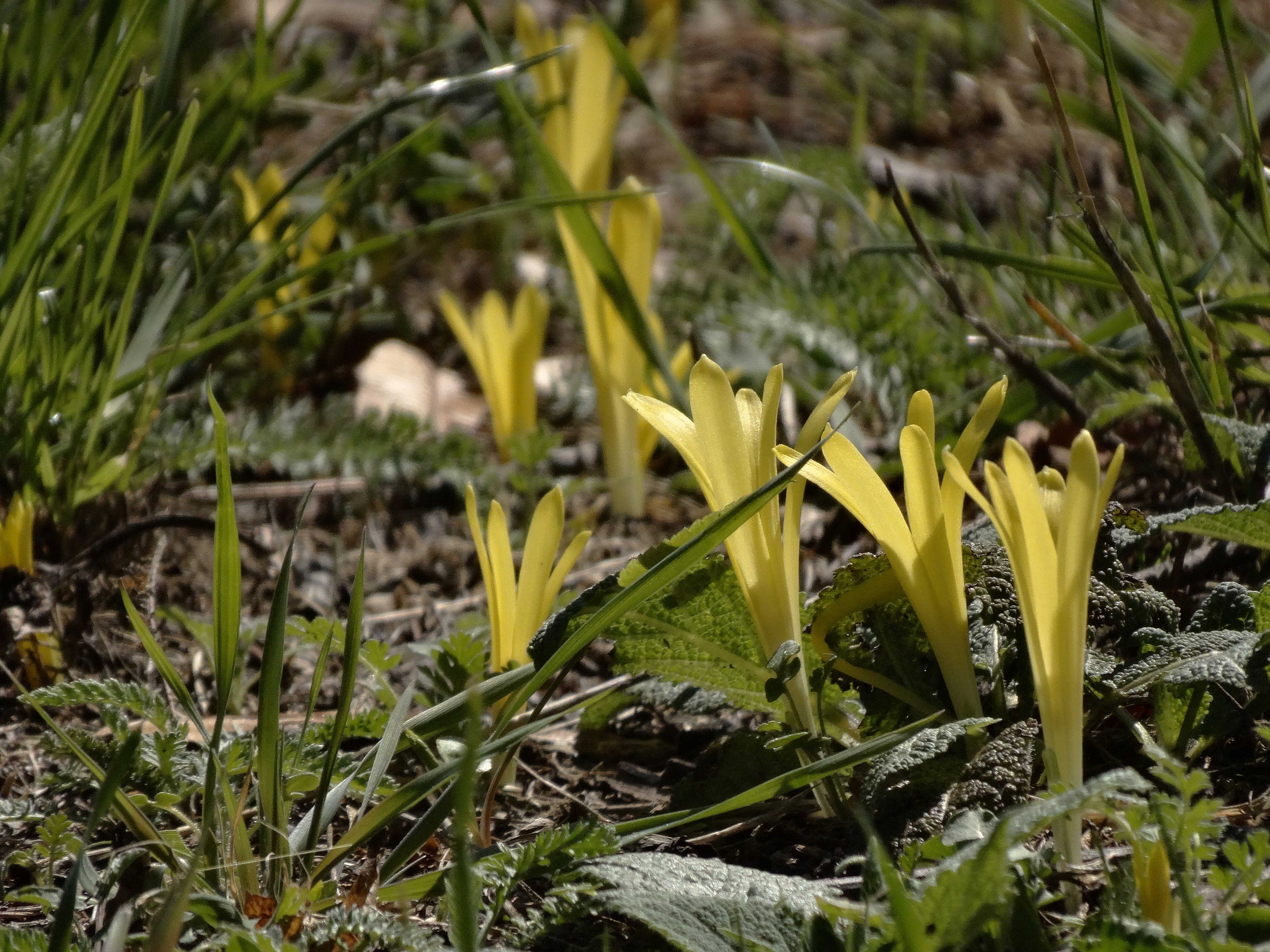 DSC02585.jpg