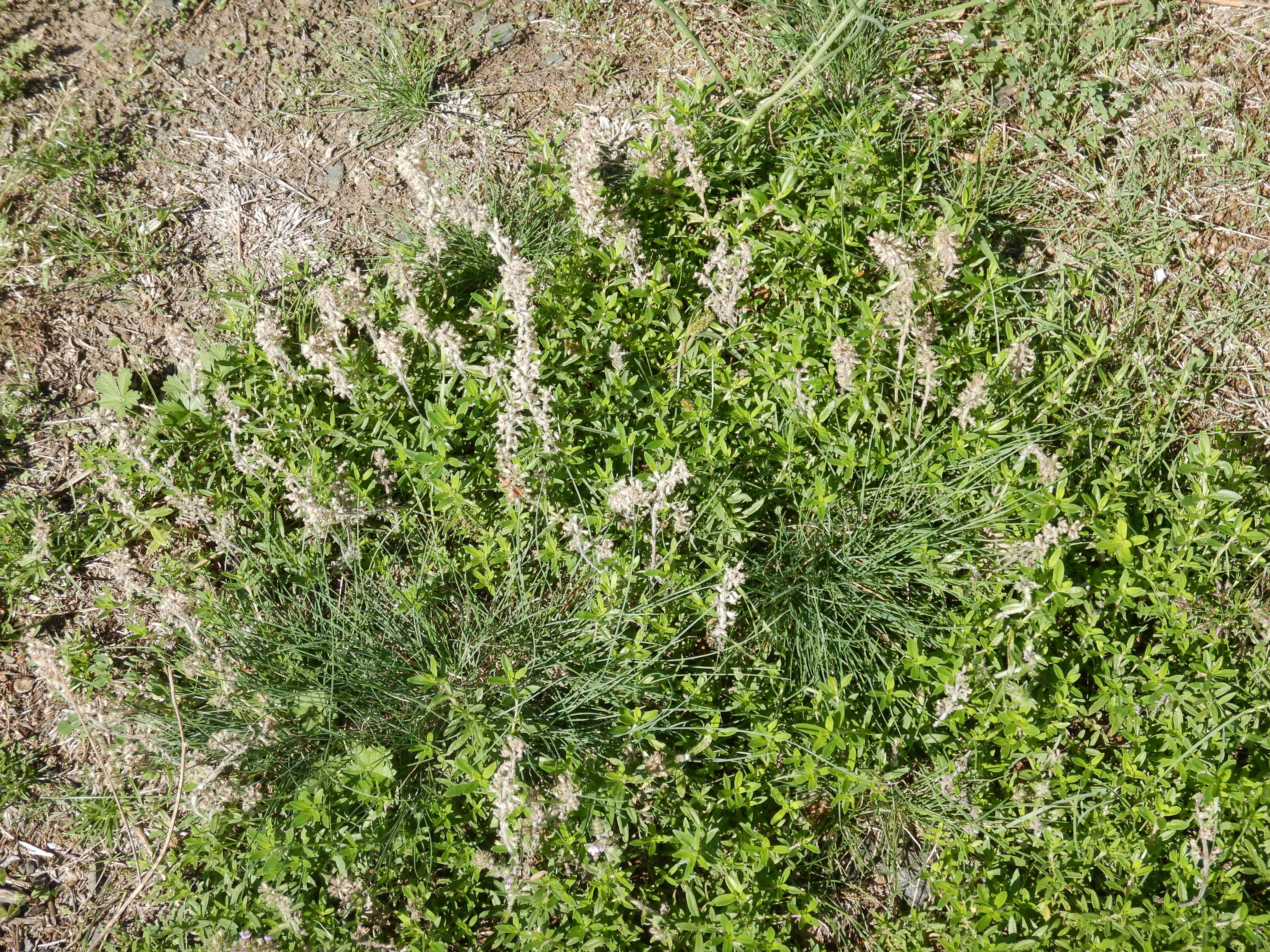 DSCN1477 Thymus kosteleckyanus.jpg