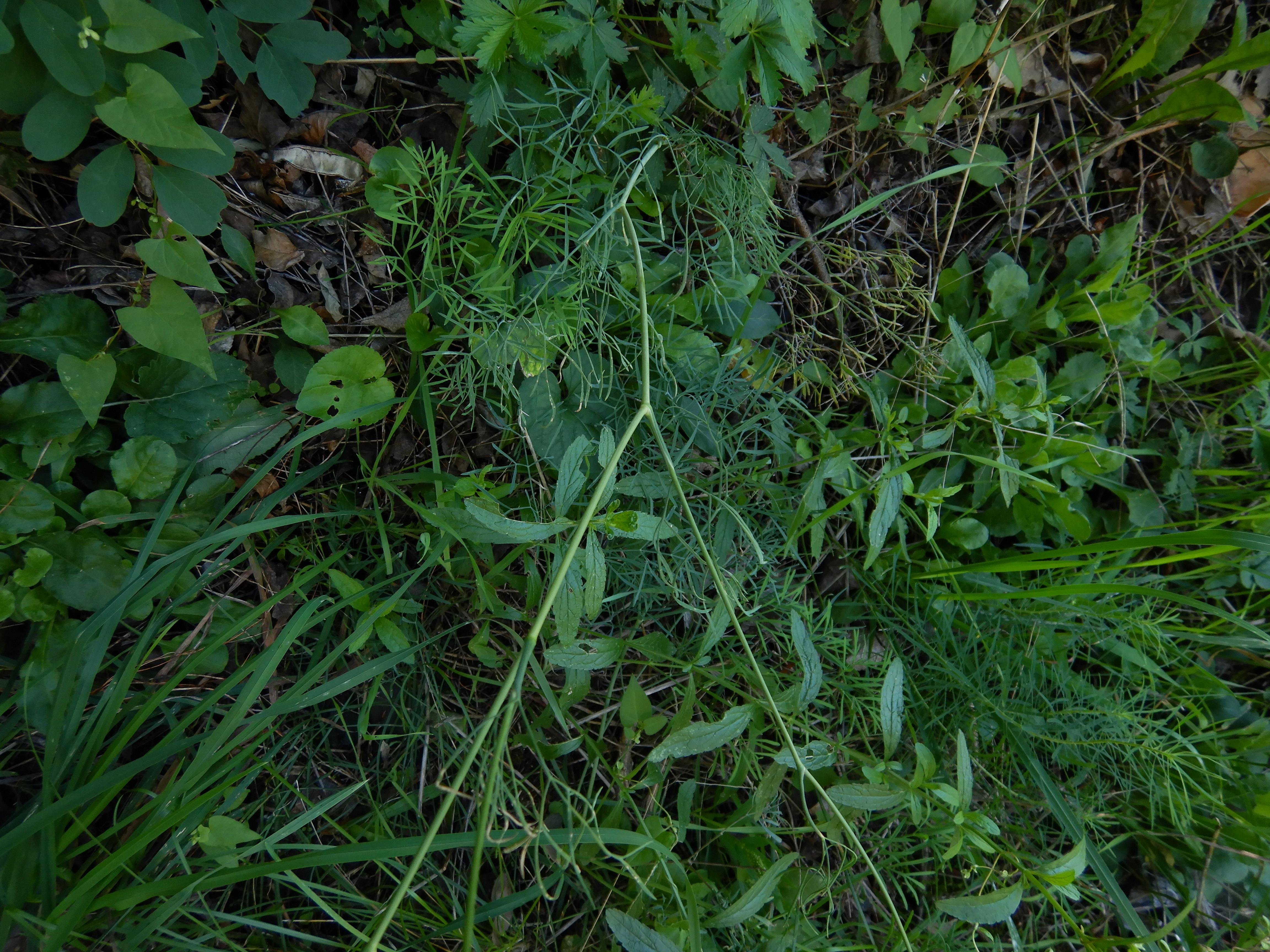 DSCN1510 Seseli osseum.jpg