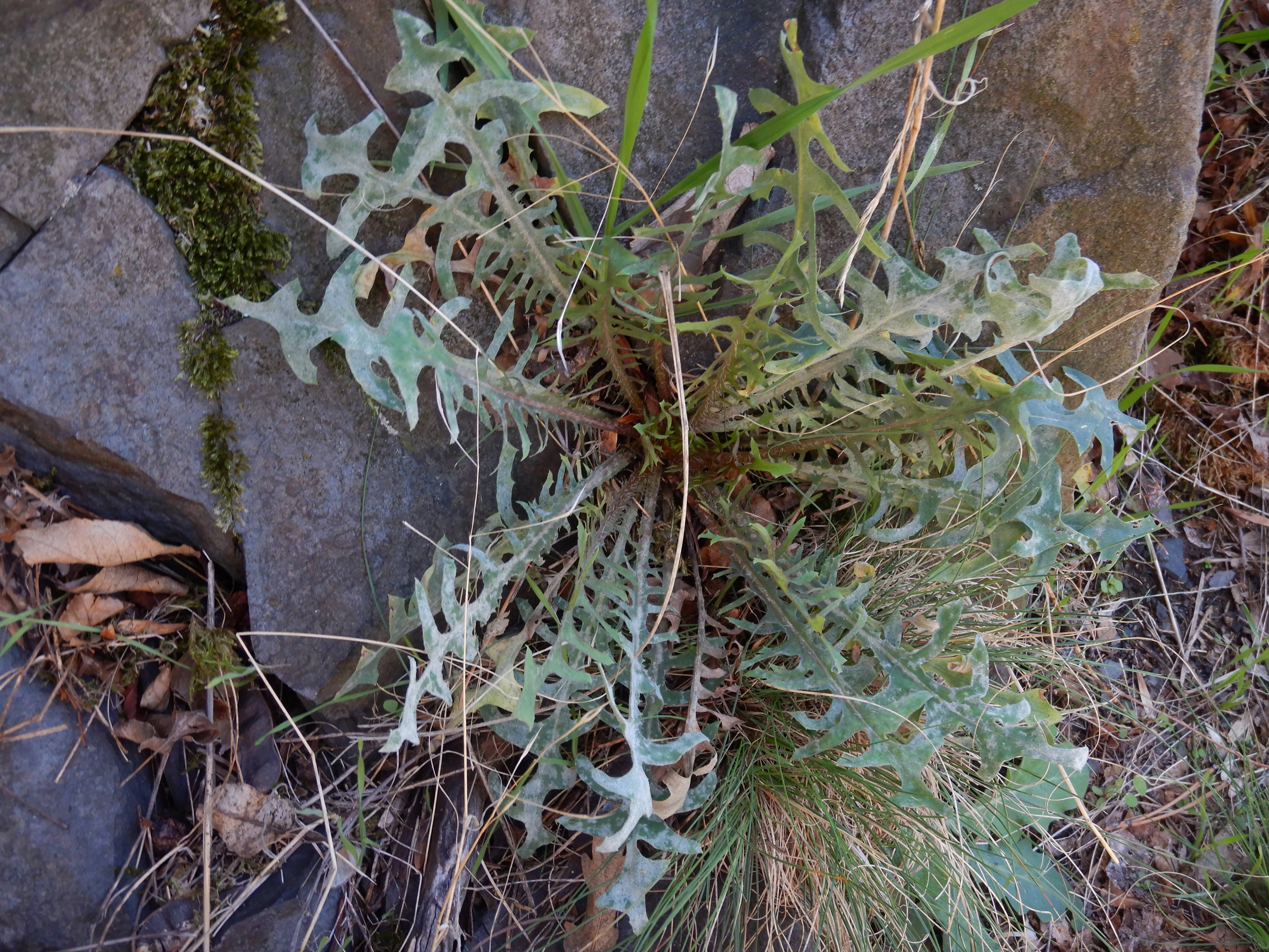 DSCN1522 Lactuca viminea.jpg