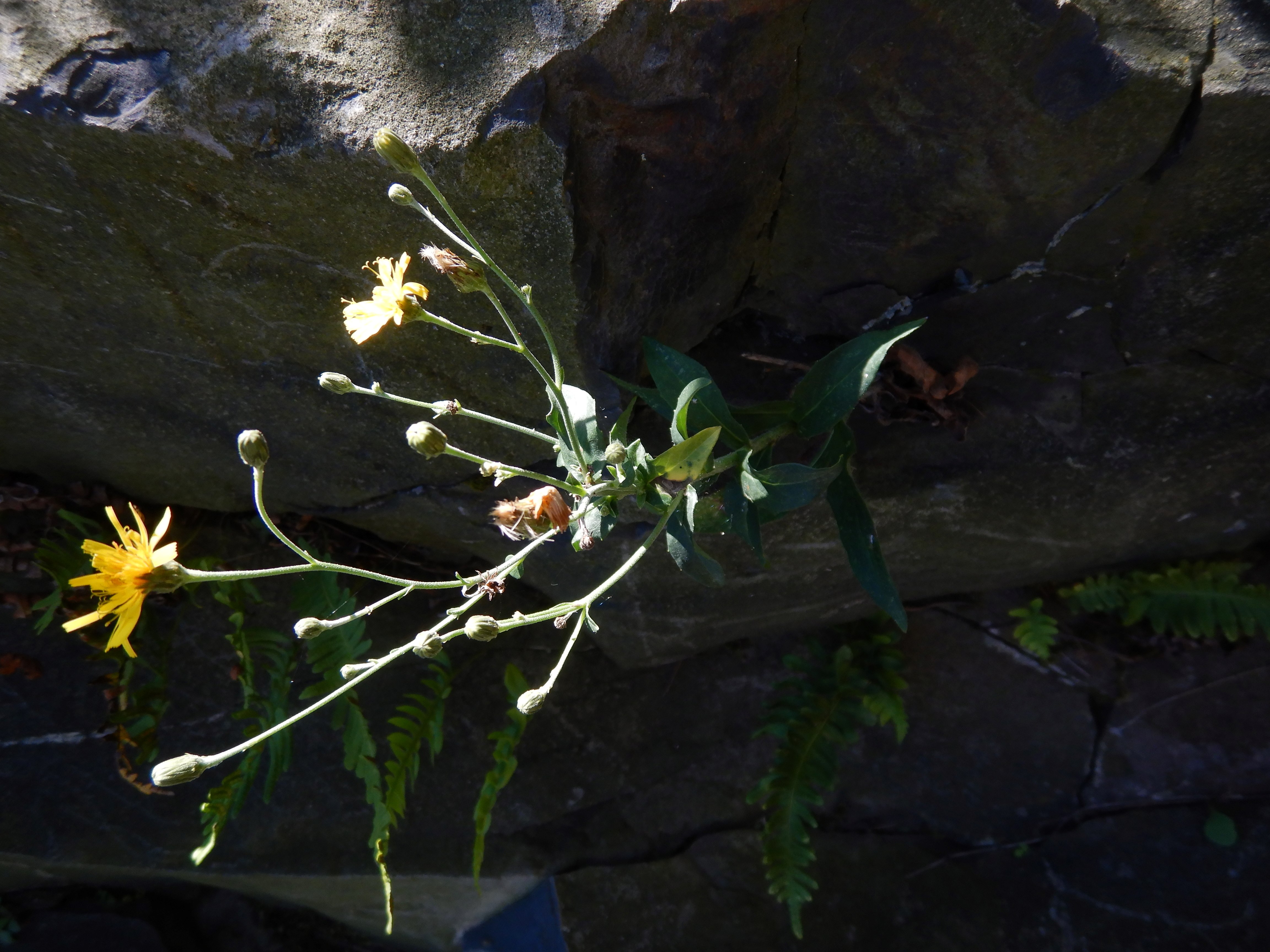 DSCN1531 Hieracium sp. und Polypodium vulgare agg..jpg