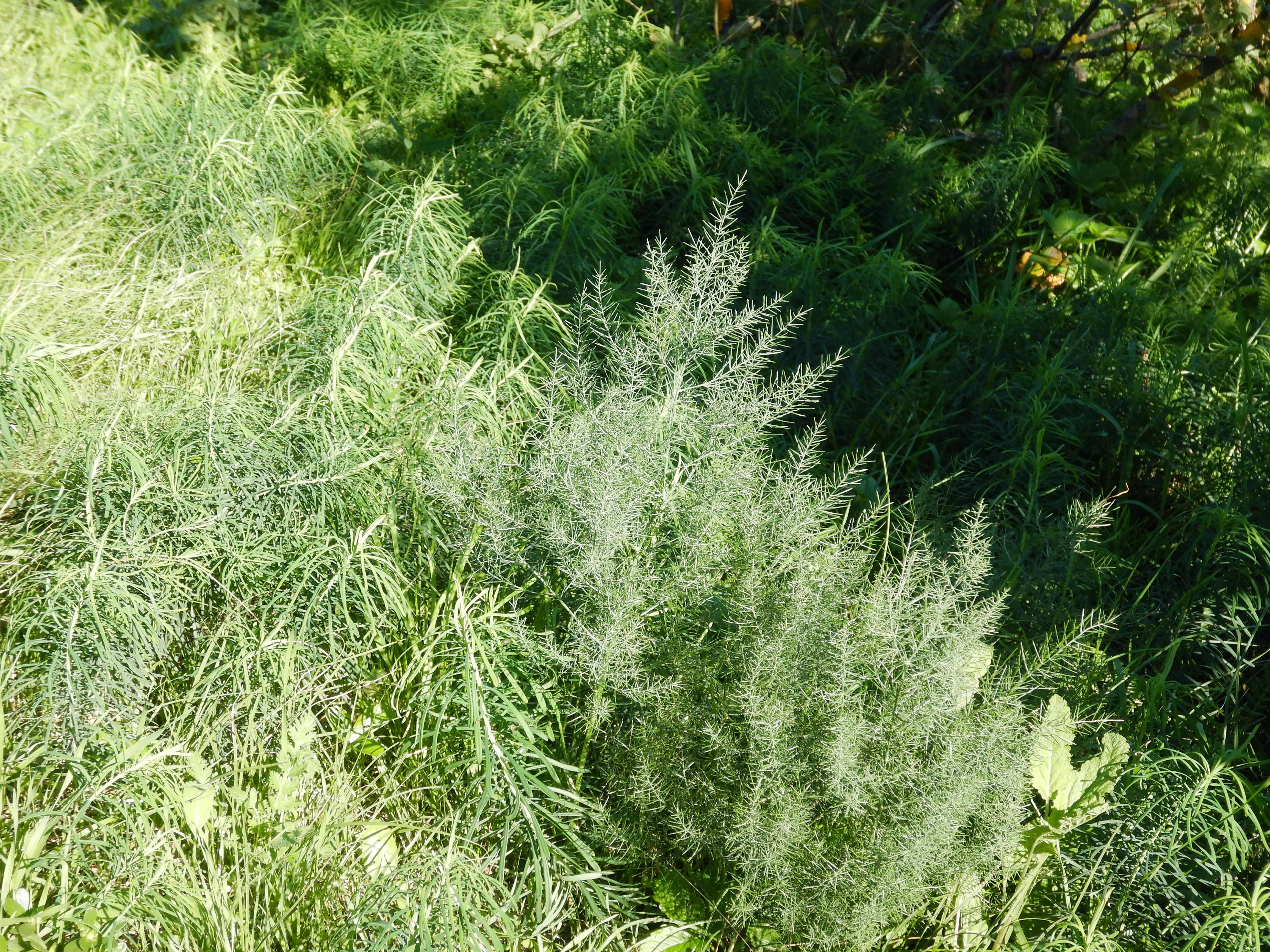 DSCN1563 Asparagus officinalis und Euphorbia sp.jpg