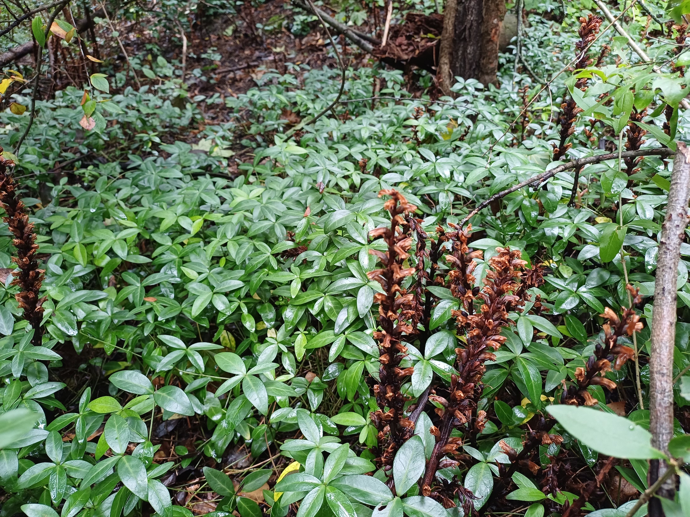 orobanche sp. felsenweg baden 20250927_124040.jpg
