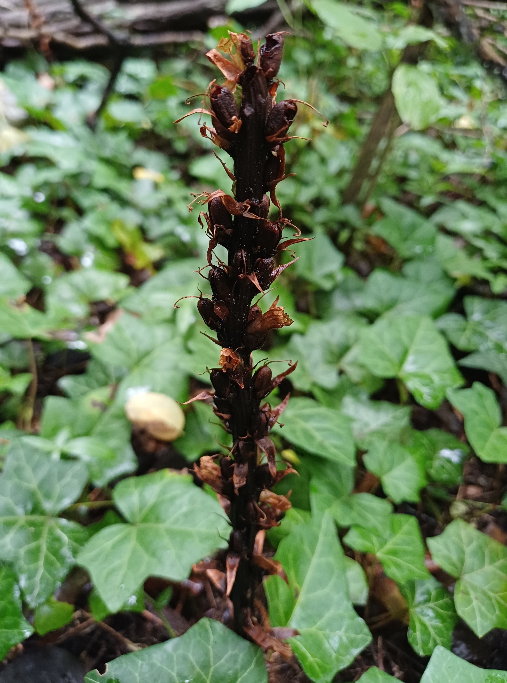 orobanche sp. felsenweg baden 20250927_124030.jpg