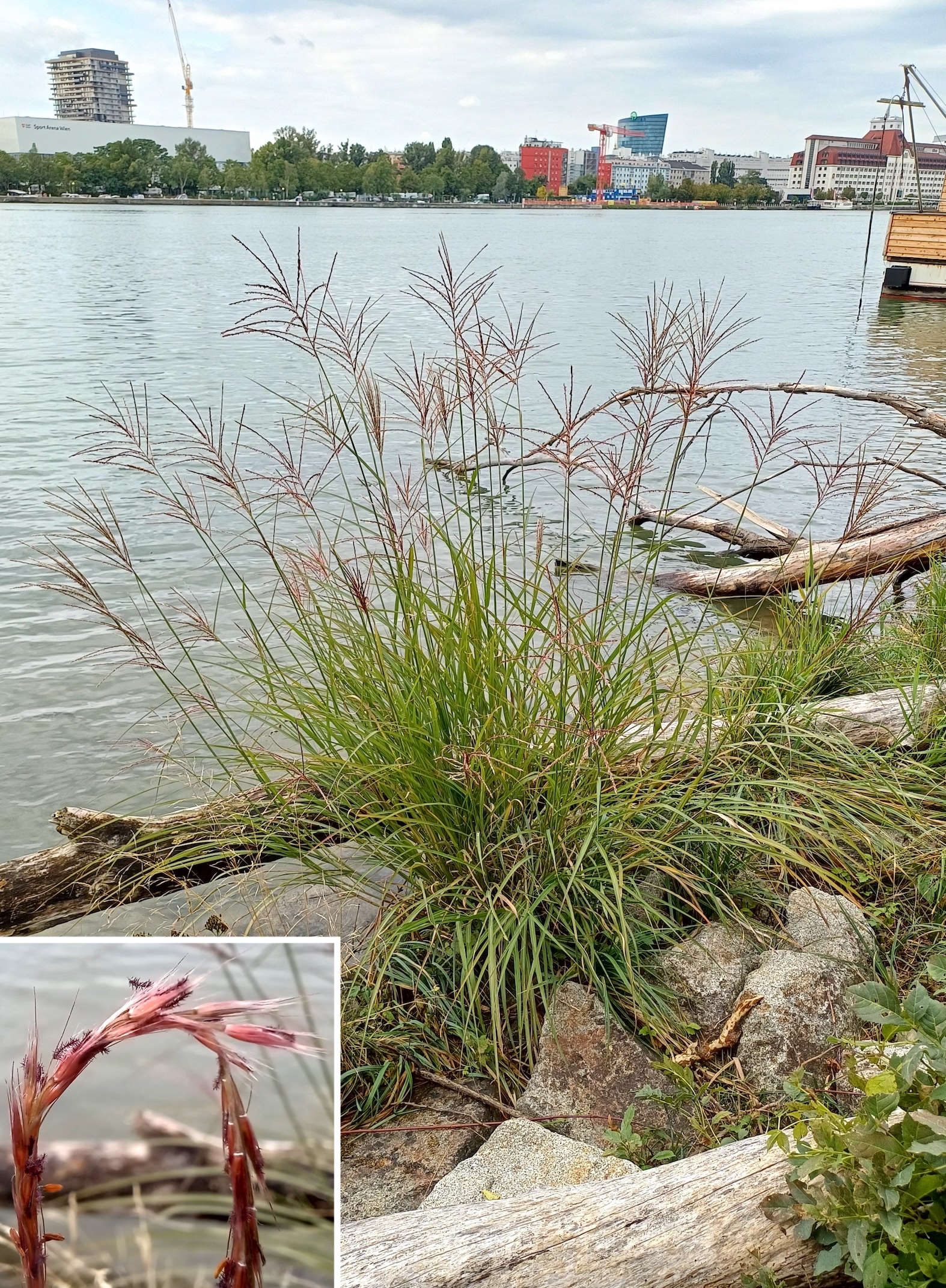 miscanthus cf. sinensis donauinsel höhe tritonwasser donauseitig 20250928_114354.jpg
