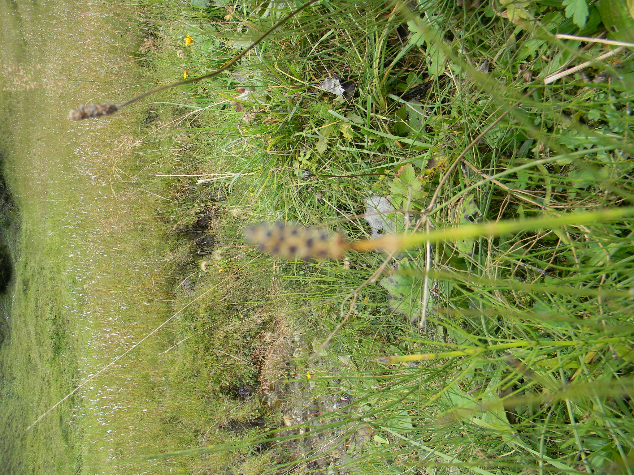DSCN1700.JPG