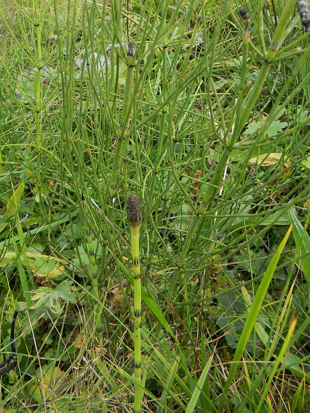DSCN1701.JPG