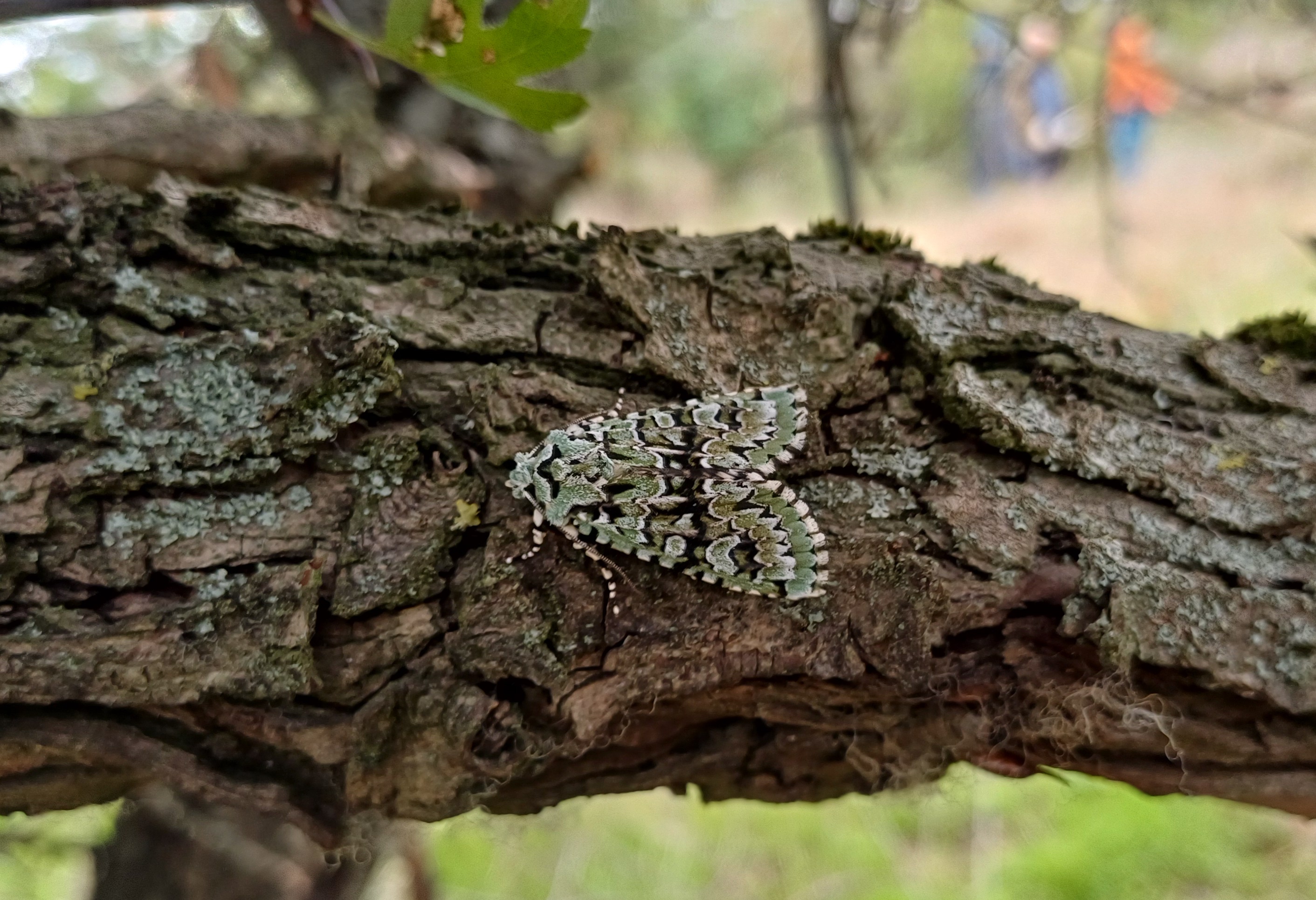 griposia aprilina grüne eicheneule pflegeeinsatz fehhaube kogelsteine 20251004_133150.jpg