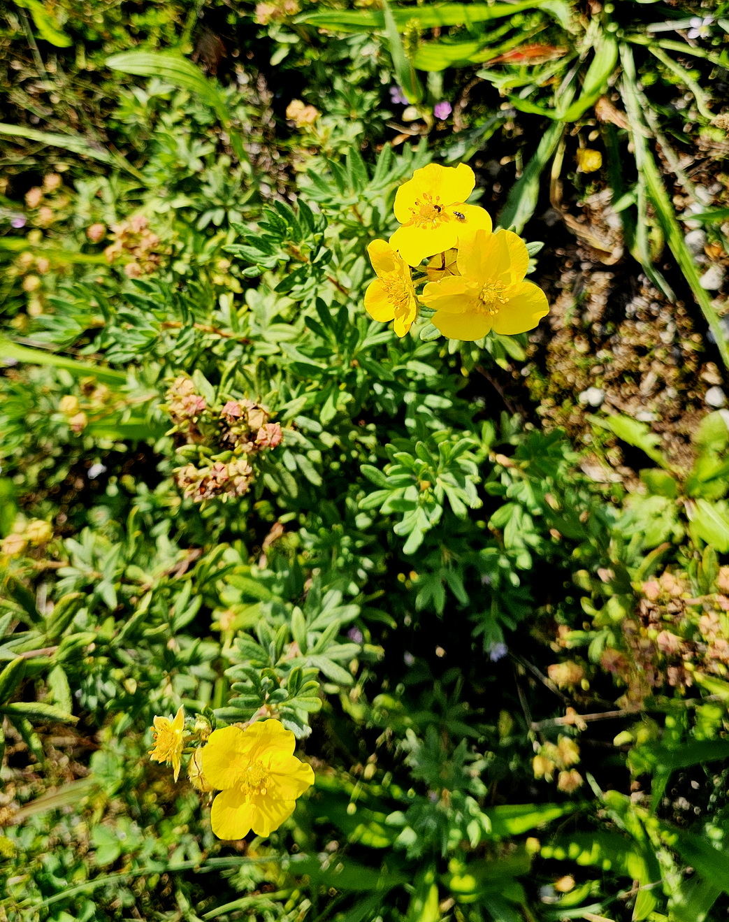 Helianthemum.jpg