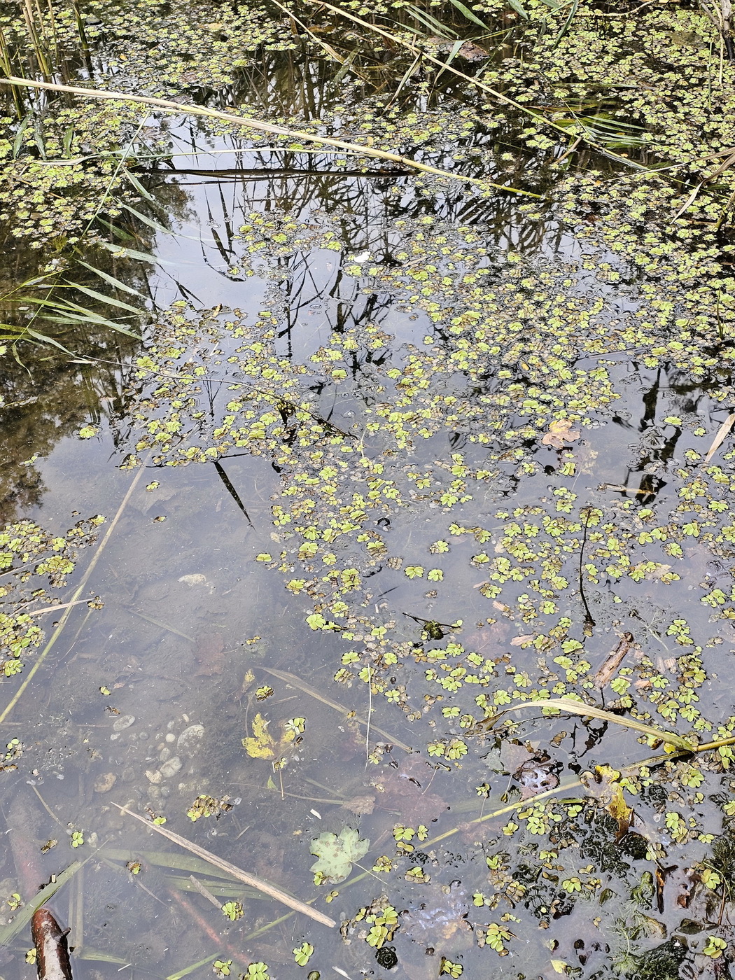 Salvinia natans.jpg
