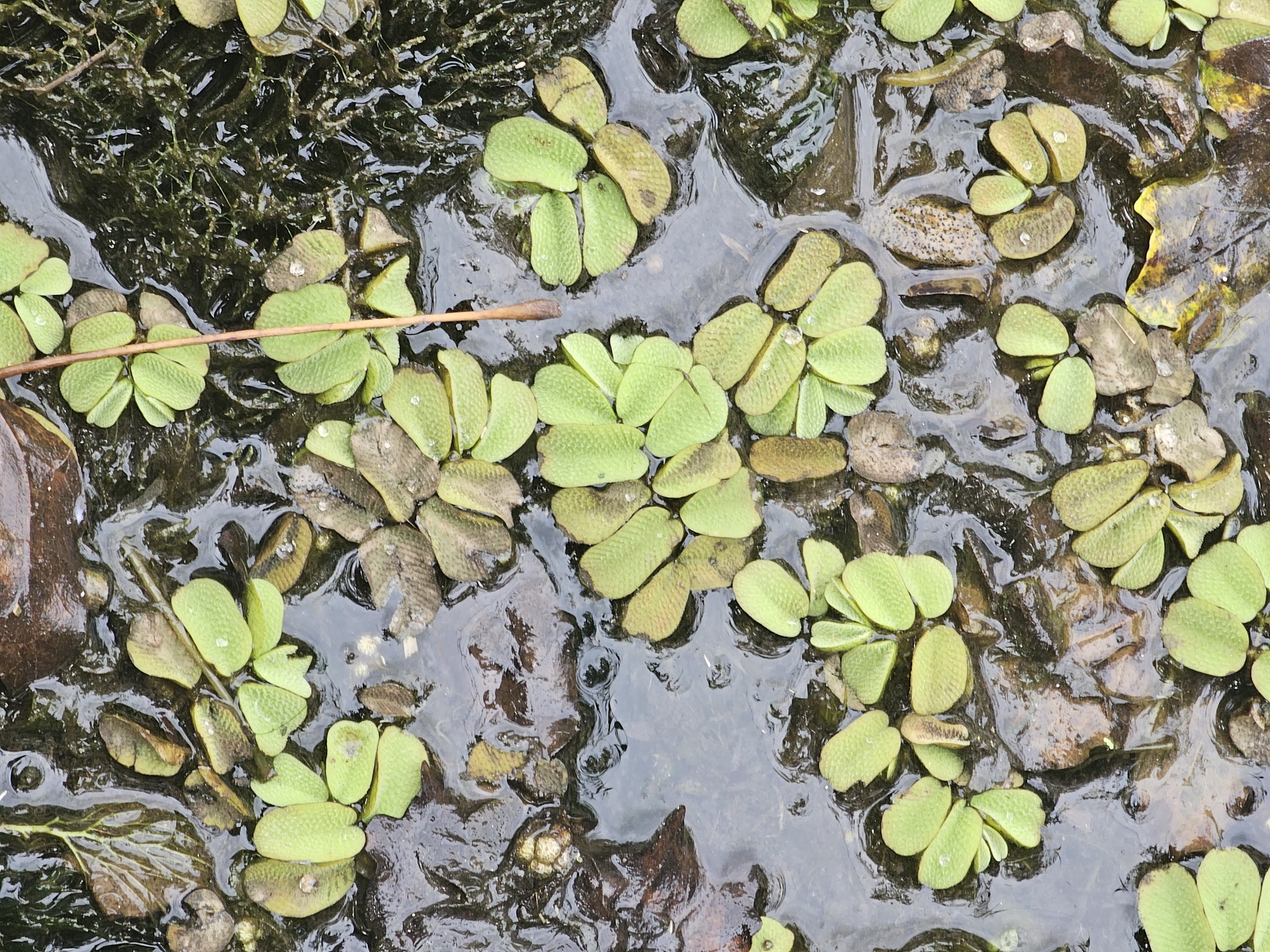 Salvinia natans von oben.jpg