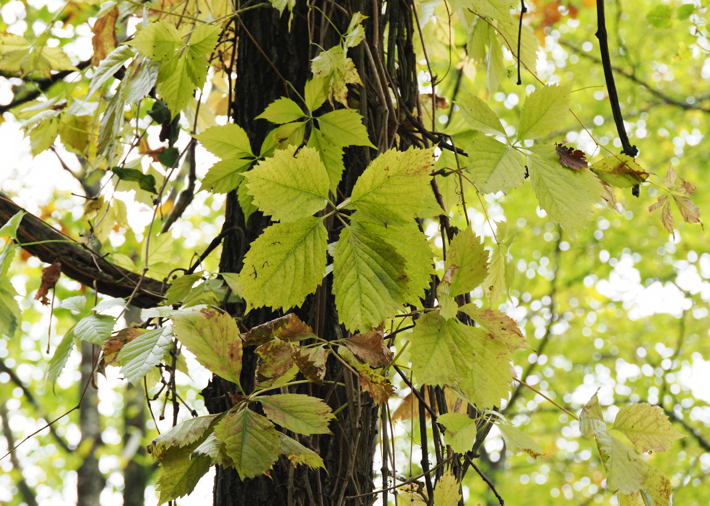20251011_PA110041_0041_klein_Parthenocissus_quinquefolia.jpg