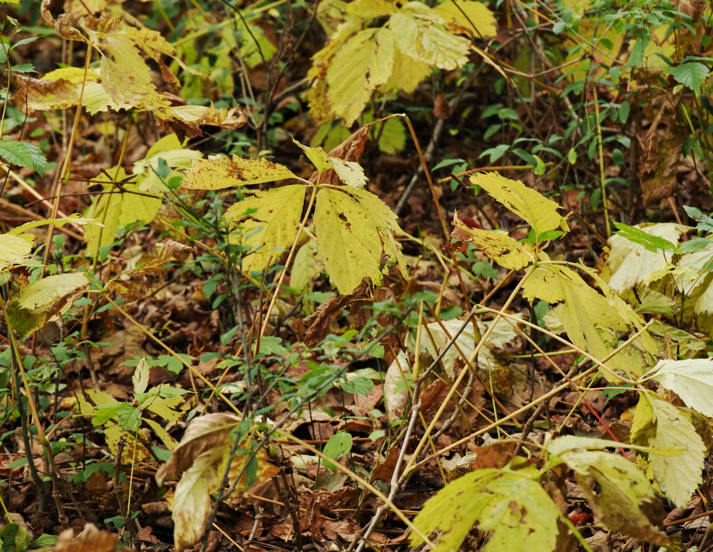 20251011_PA110038_0038_klein_Parthenocissus_quinquefolia.jpg