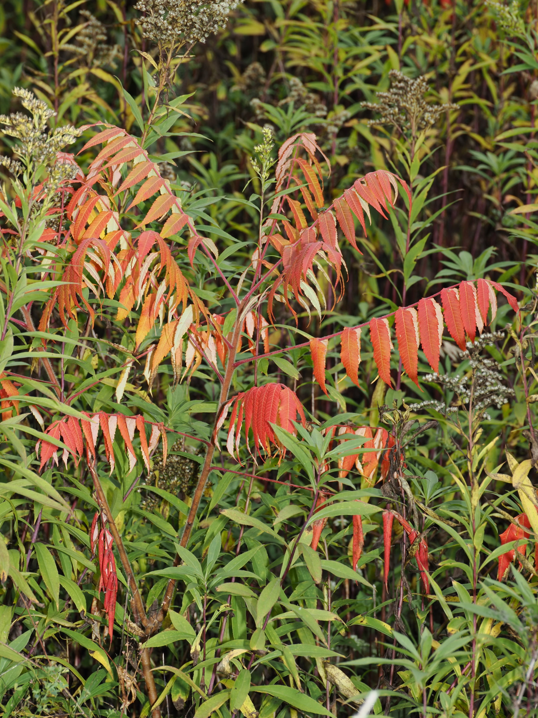 20251011_PA110168_0168 klein Rhus typhina.jpg