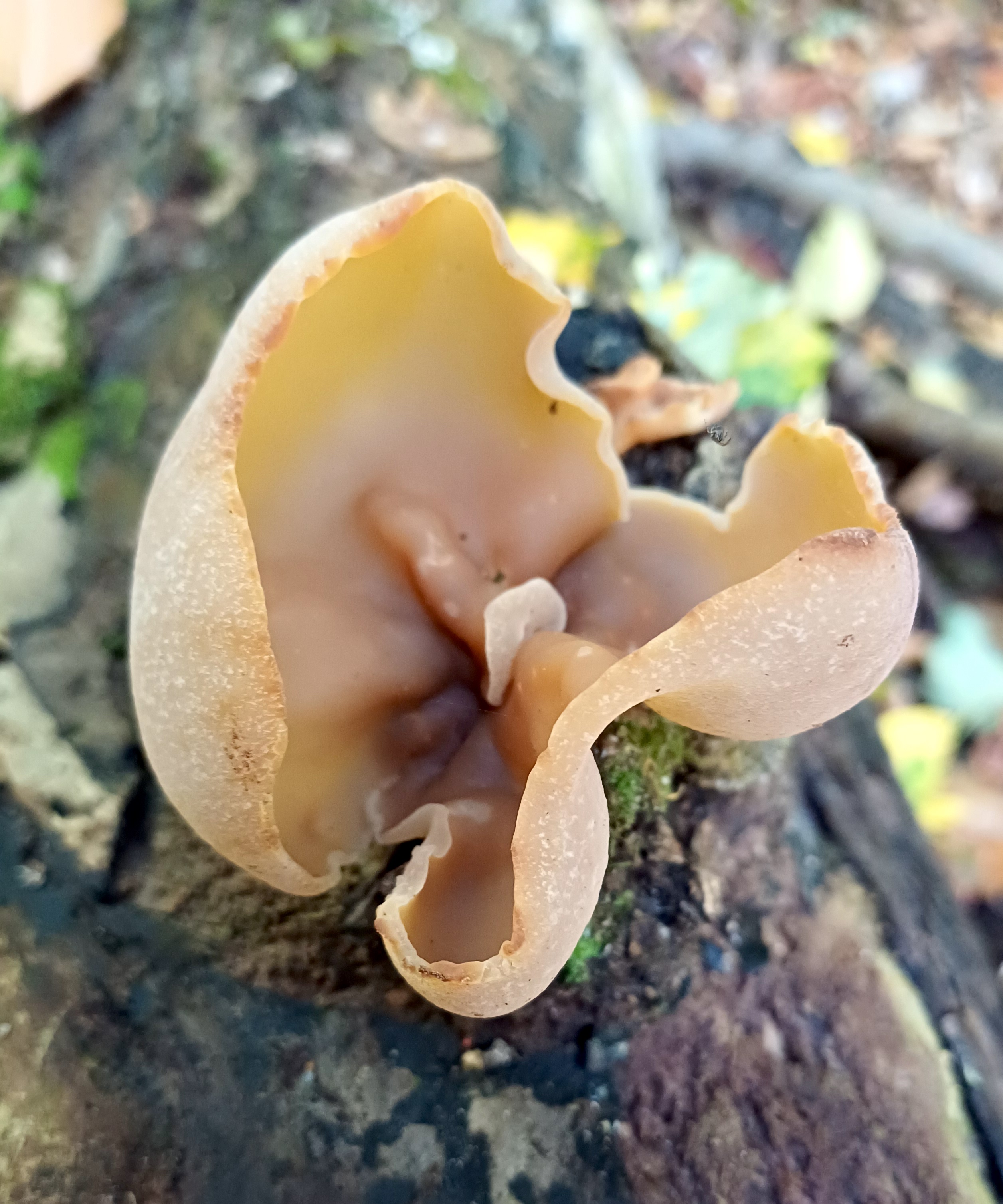 fungus sp. großer eisgraben kaltenleutgeben 20251019_113214  Kopie.jpg