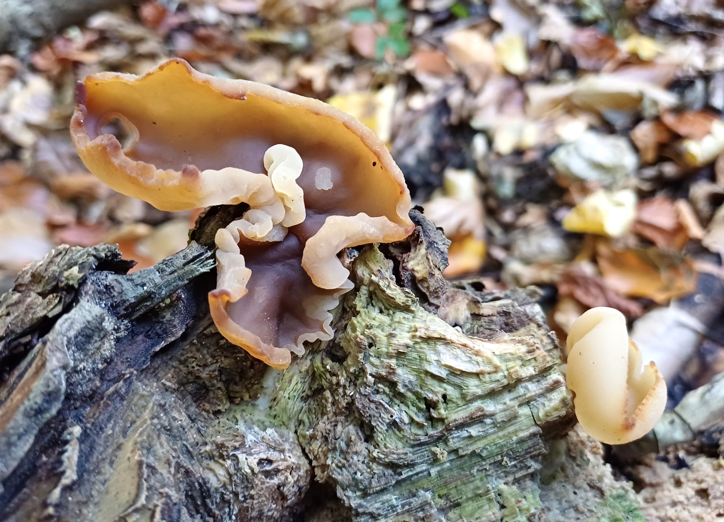fungus sp. großer eisgraben kaltenleutgeben 20251019_113209  Kopie.jpg