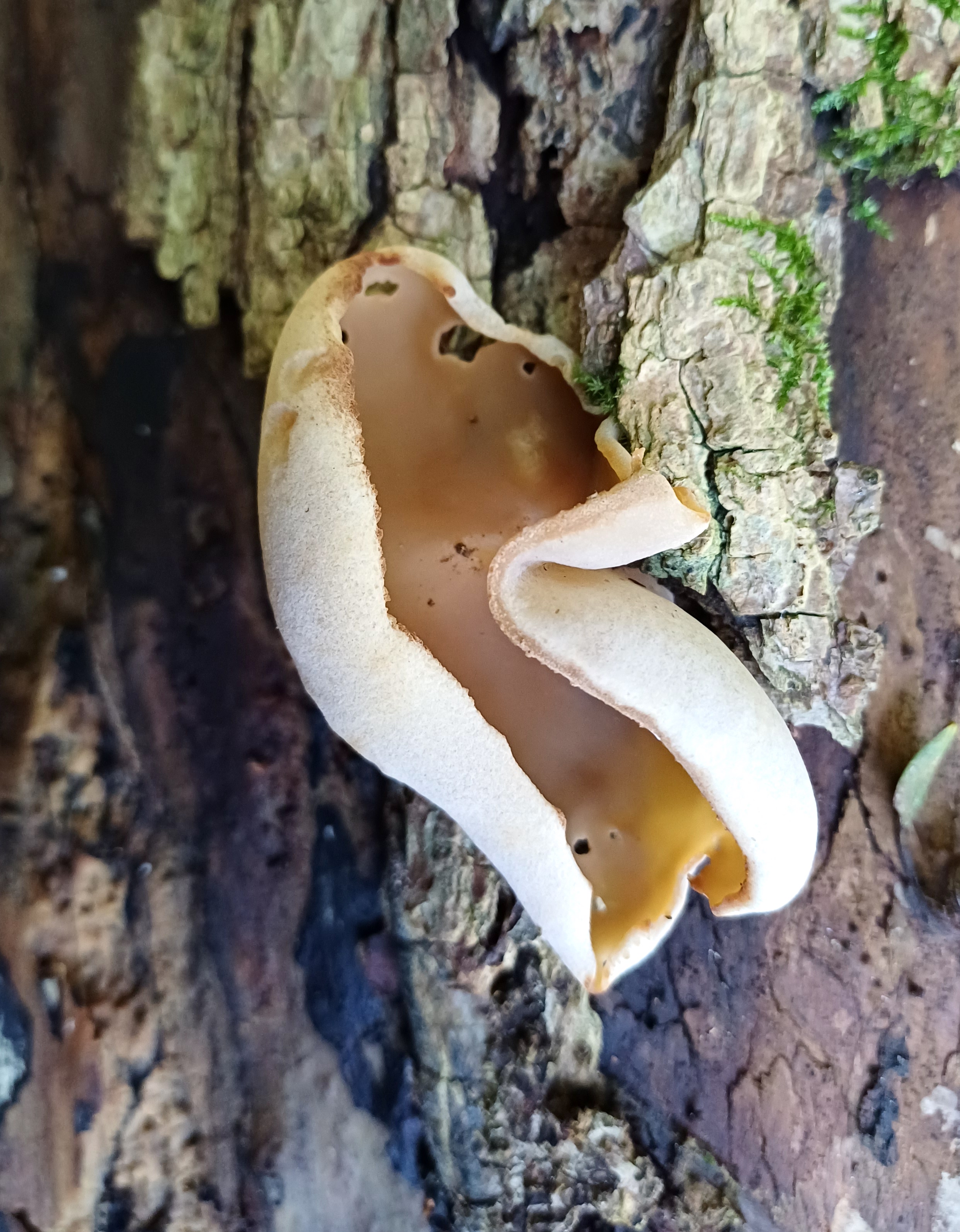 fungus sp. großer eisgraben kaltenleutgeben 20251019_113202  Kopie.jpg