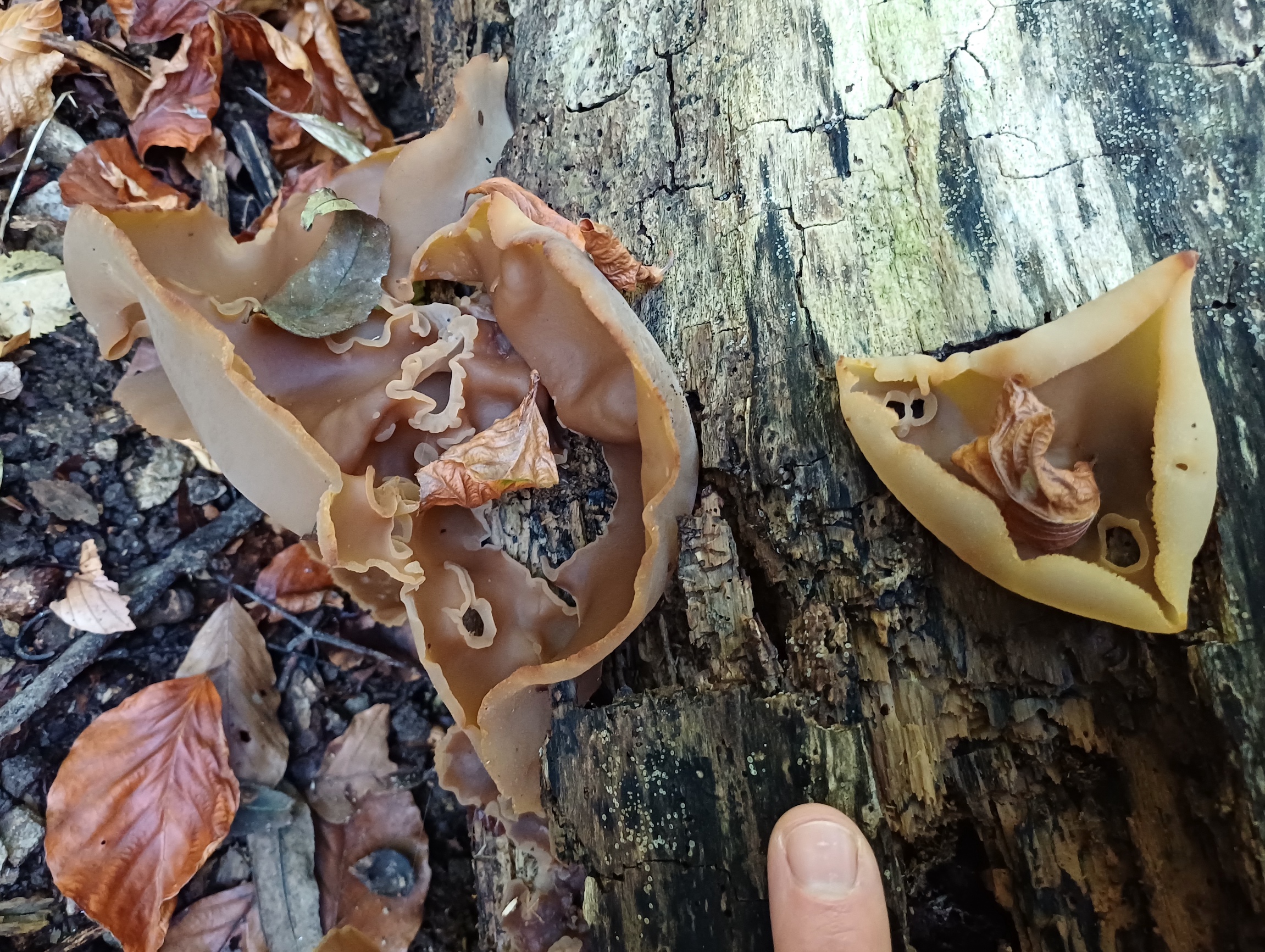 fungus sp. großer eisgraben kaltenleutgeben 20251019_113148  Kopie.jpg