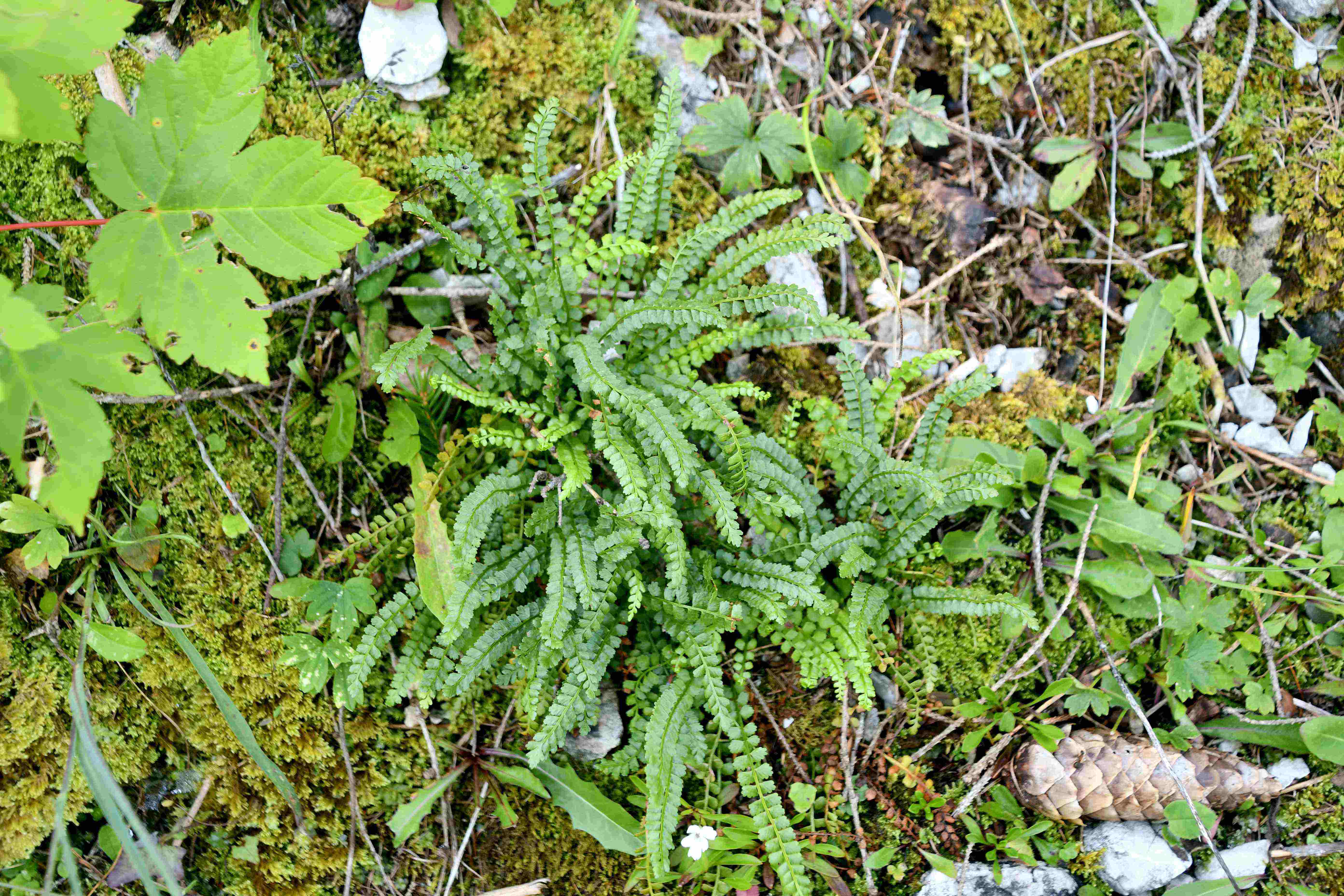 Göller - 08082025 - (239) -  - Asplenium viride.JPG