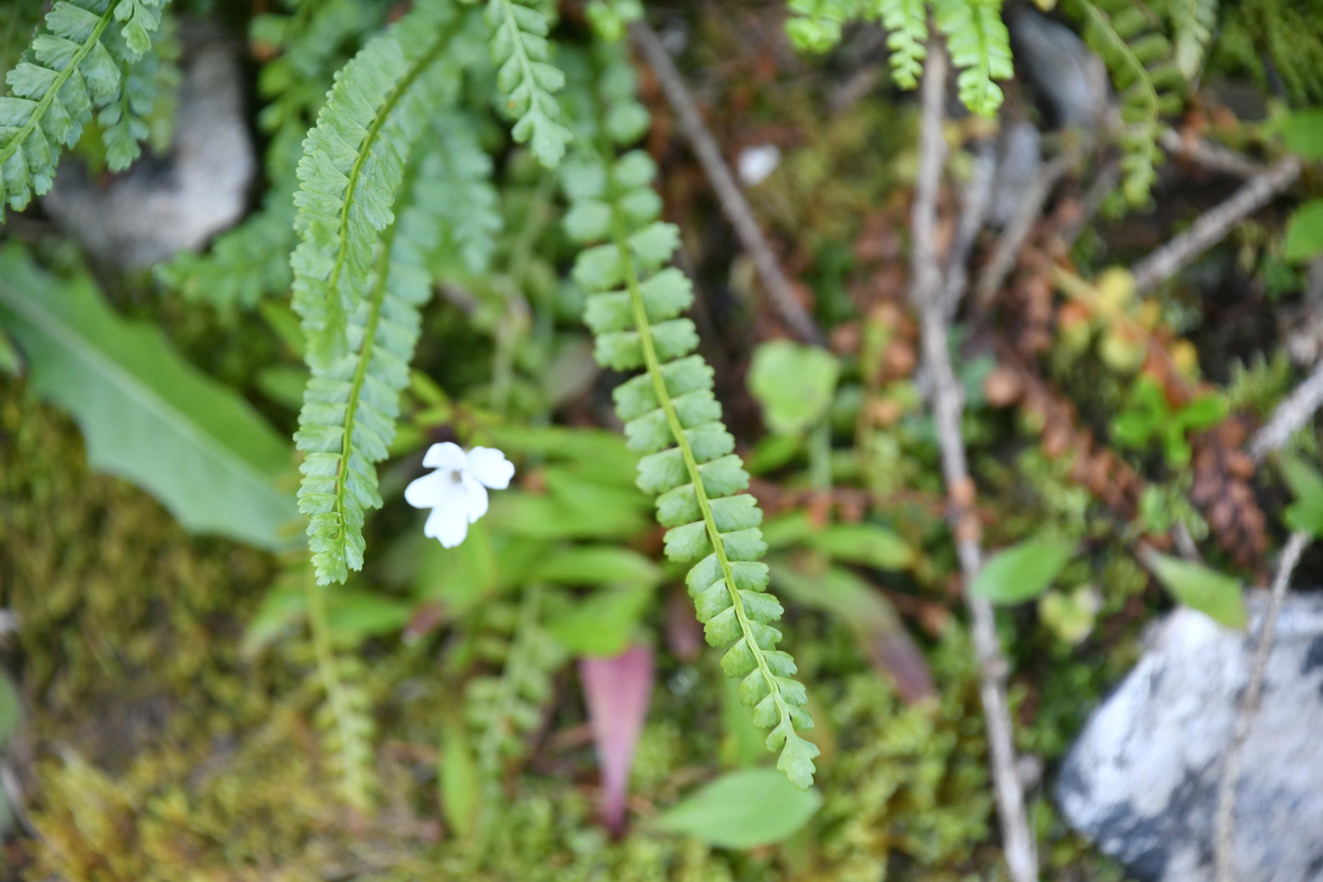 Göller - 08082025 - (240) -  - Asplenium viride.JPG