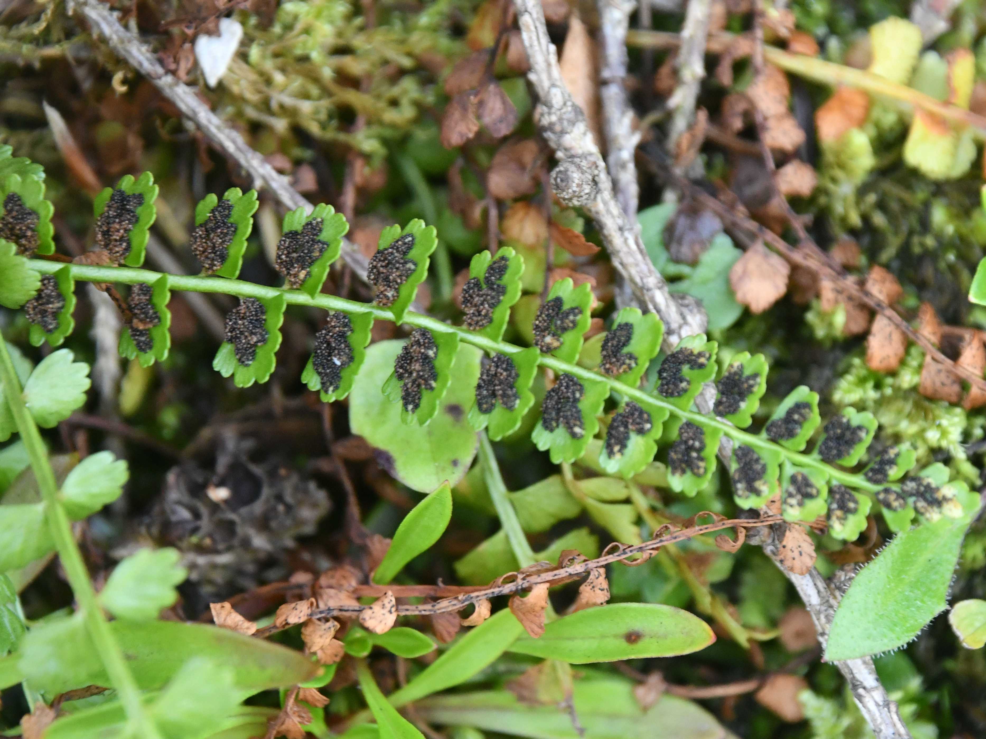 Göller - 08082025 - (241) -  - Asplenium viride.JPG