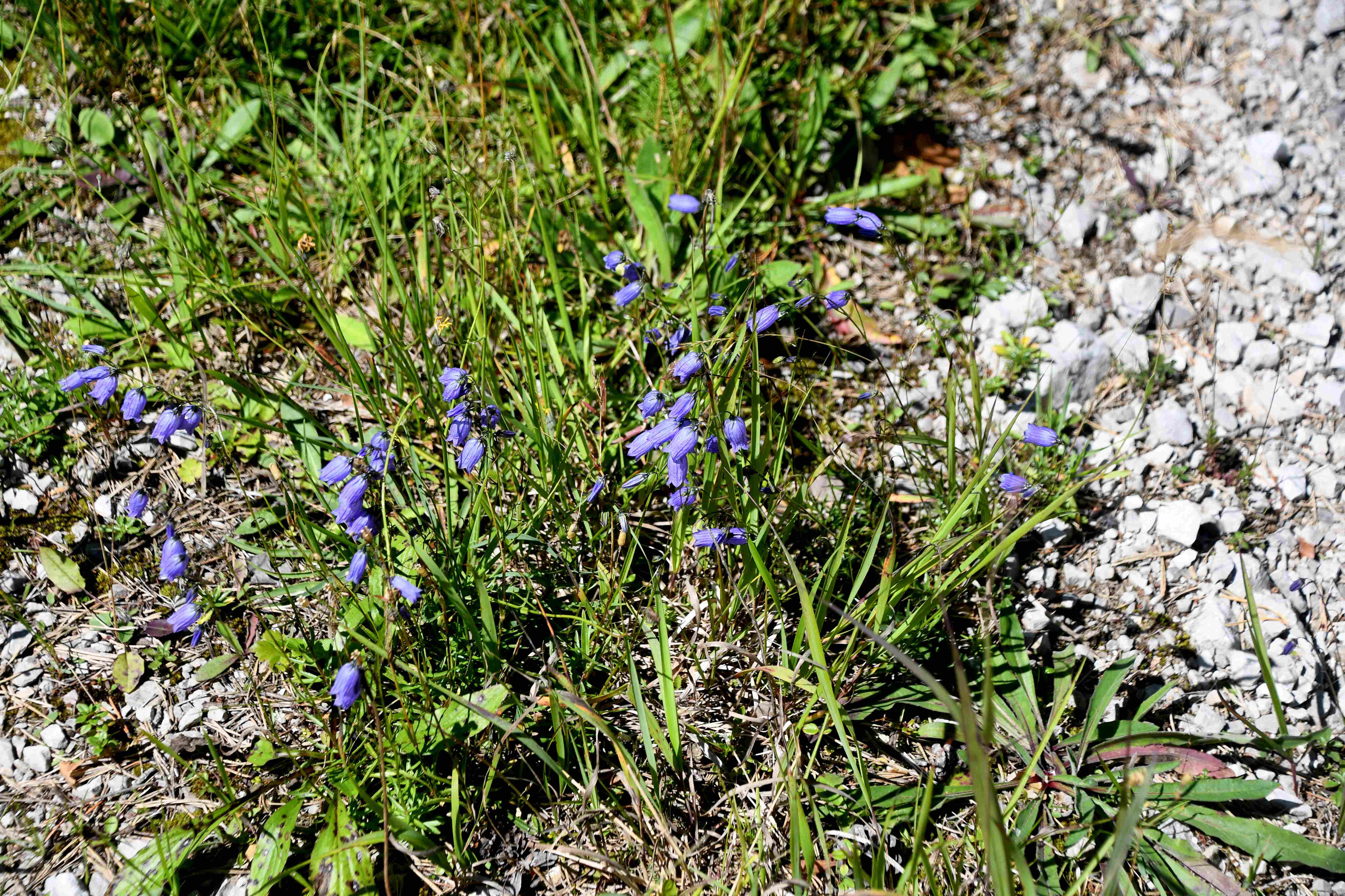 Göller - 08082025 - (291) -   - Campanula cespitosa - Rasen-Glockenblume.JPG