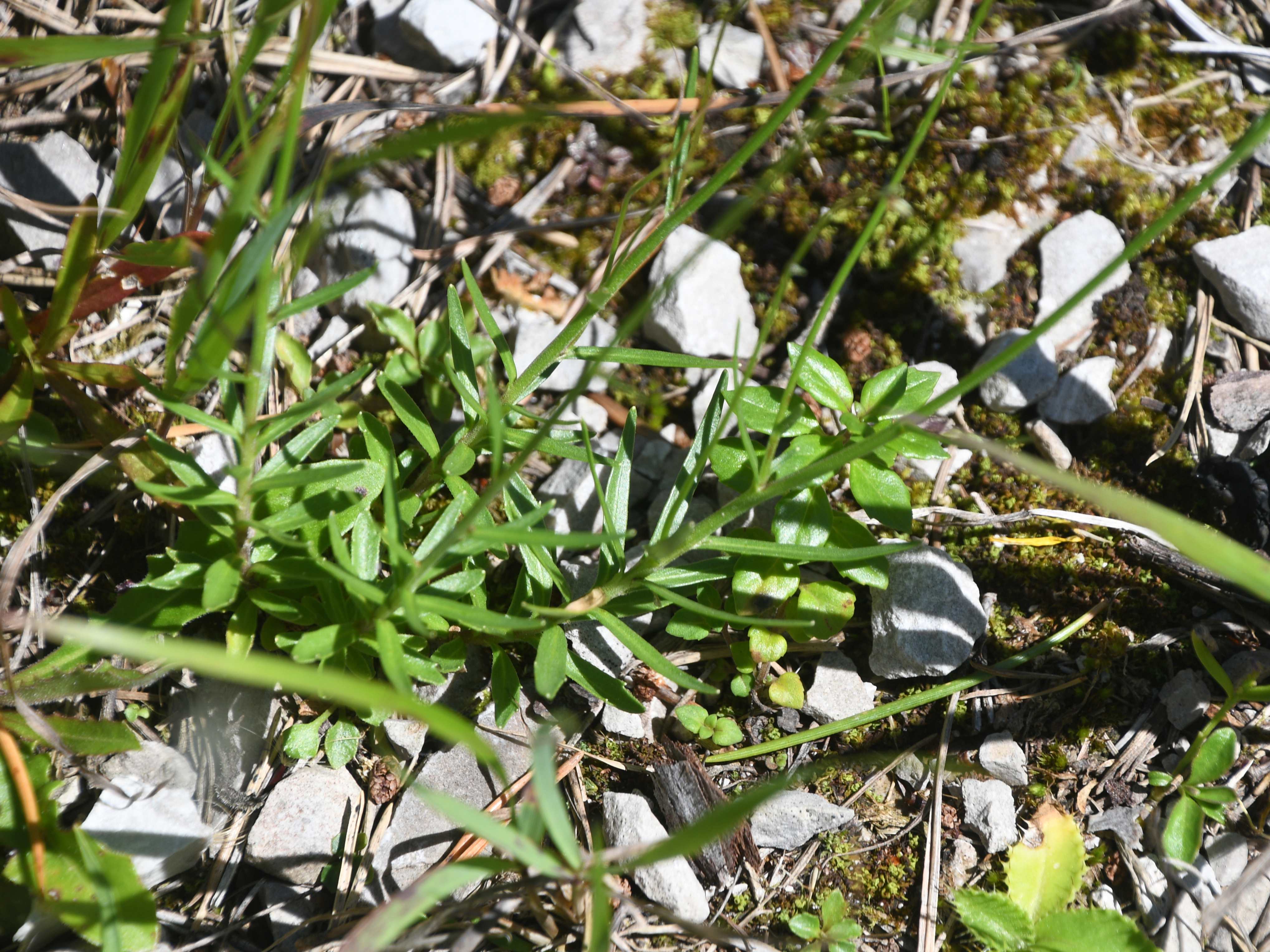 Göller - 08082025 - (292) -   - Campanula cespitosa - Rasen-Glockenblume.JPG