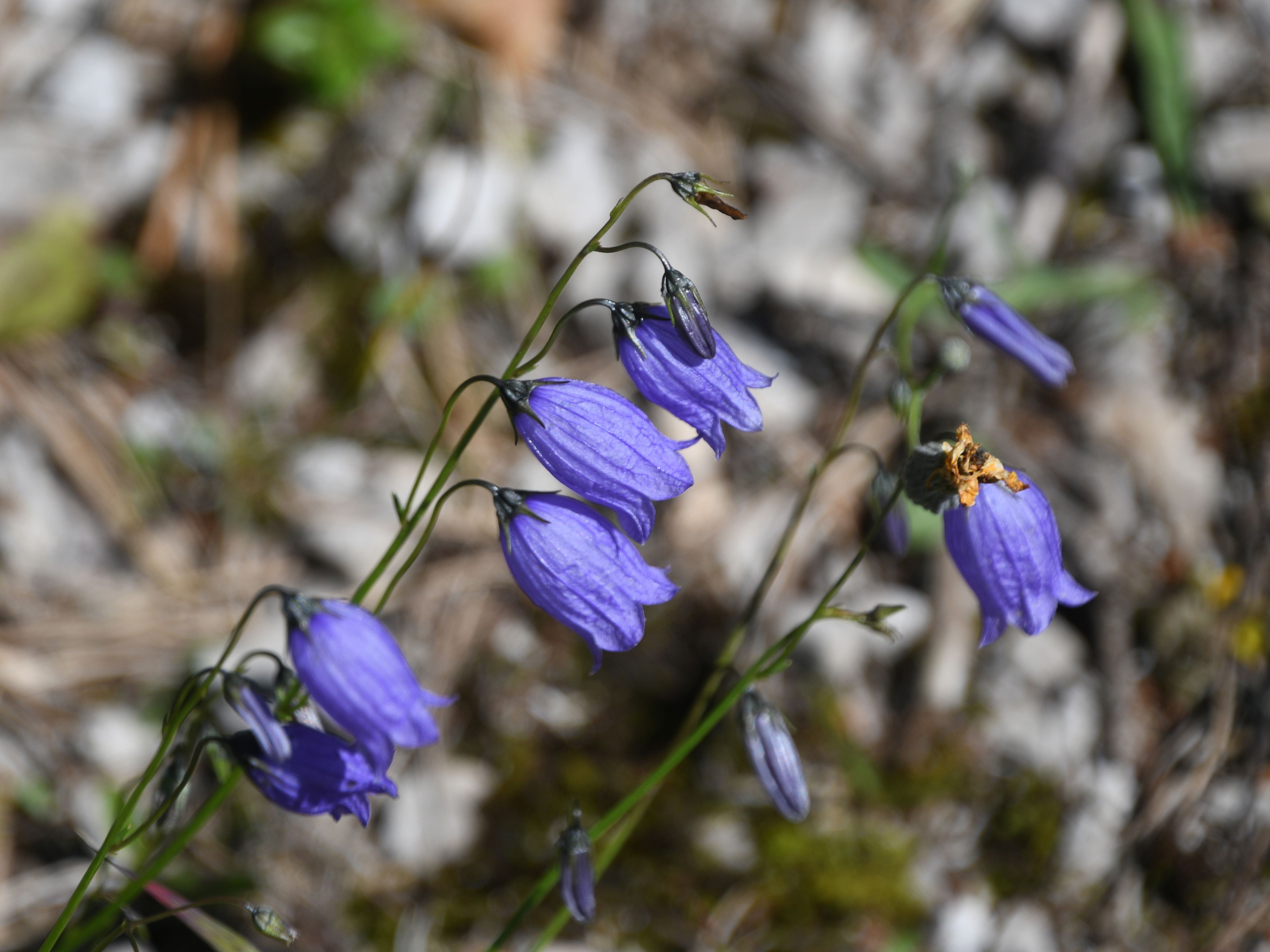 Göller - 08082025 - (293) -   - Campanula cespitosa - Rasen-Glockenblume.JPG